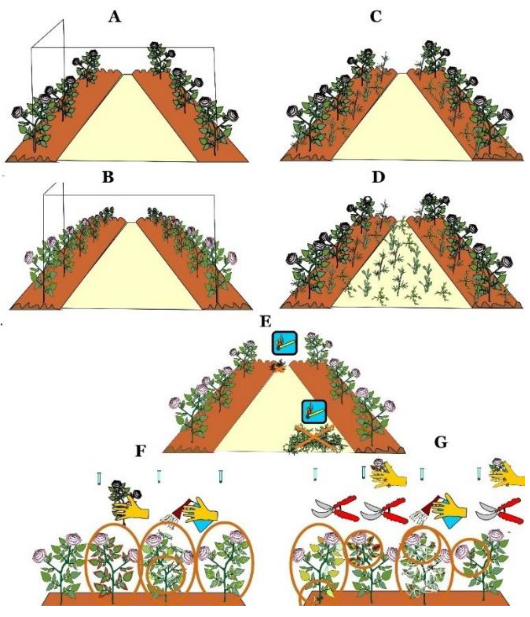 Horticulturae 08 00629 g005 Horticulturae 08 00629 g005