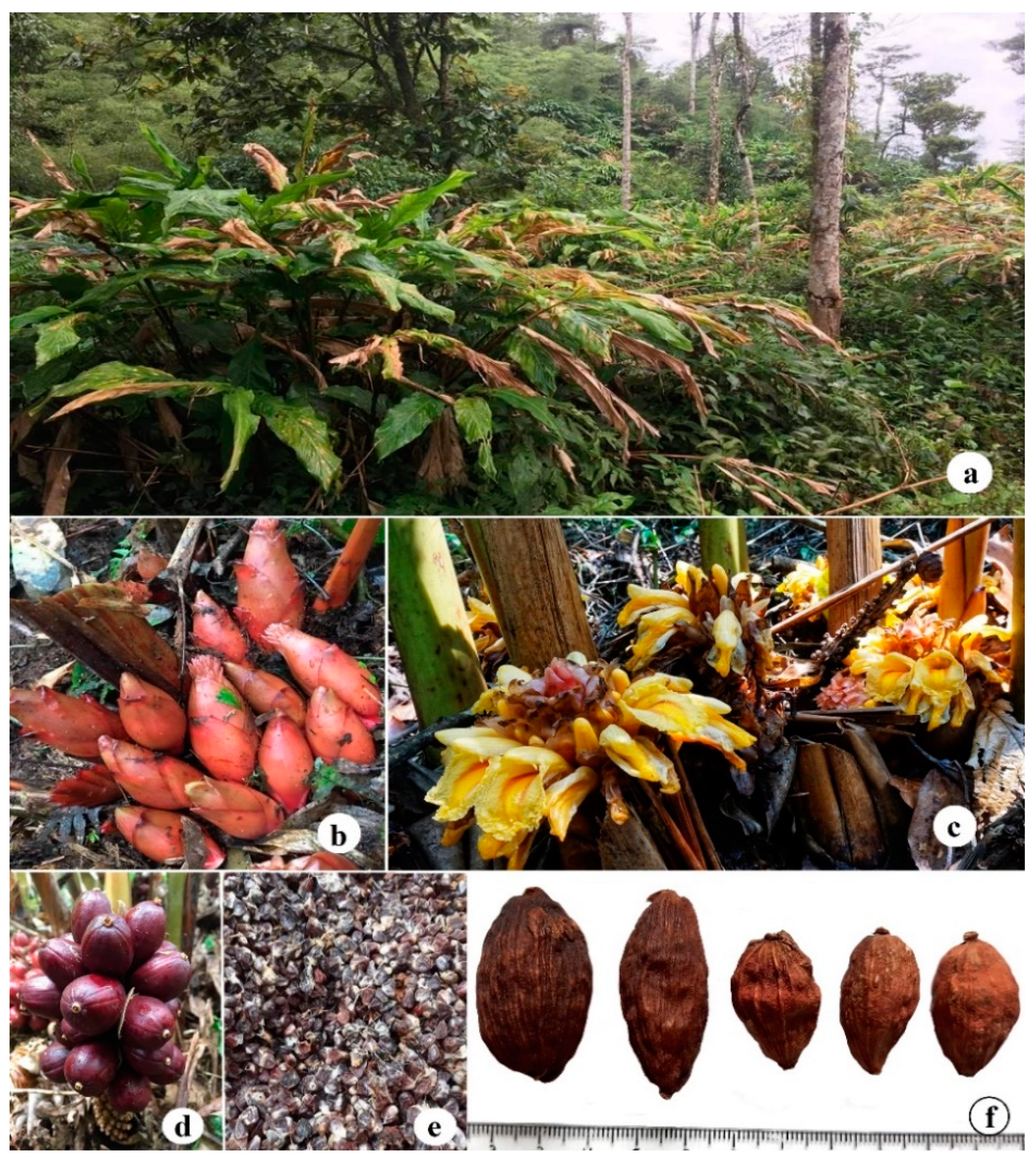 Horticulturae 08 00640 g001 Horticulturae 08 00640 g001