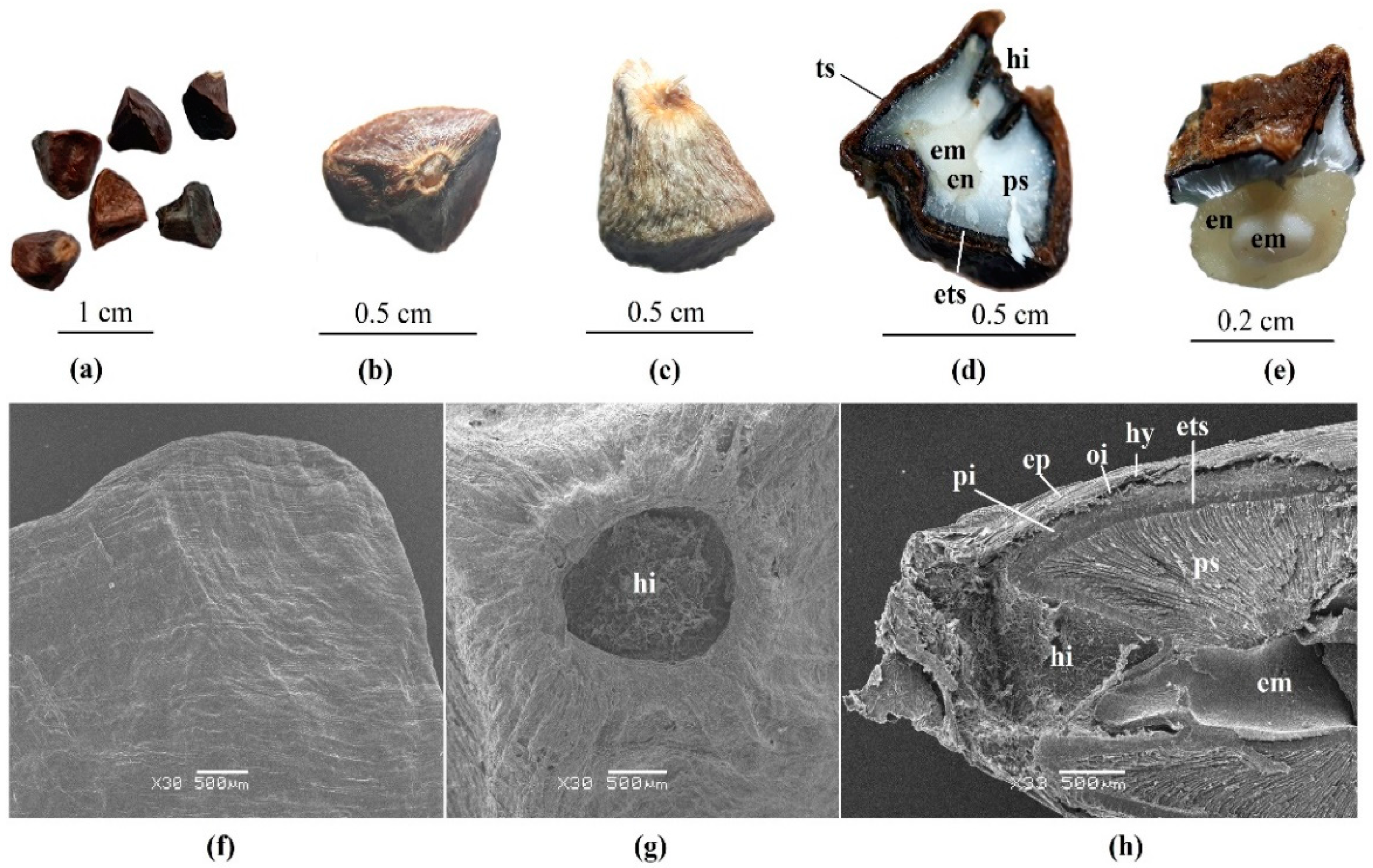 Horticulturae 08 00640 g002 Horticulturae 08 00640 g002