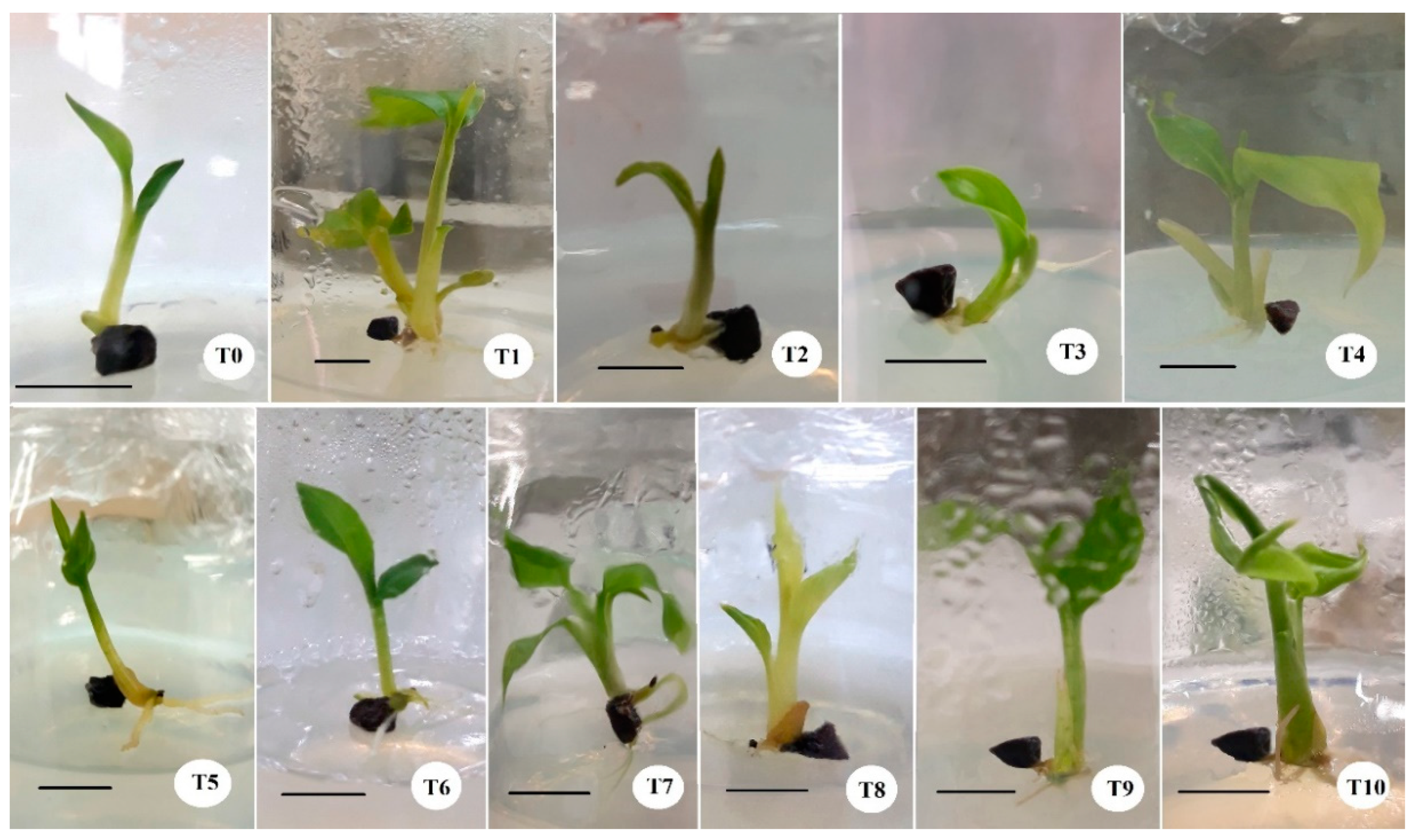 Horticulturae 08 00640 g005 Horticulturae 08 00640 g005