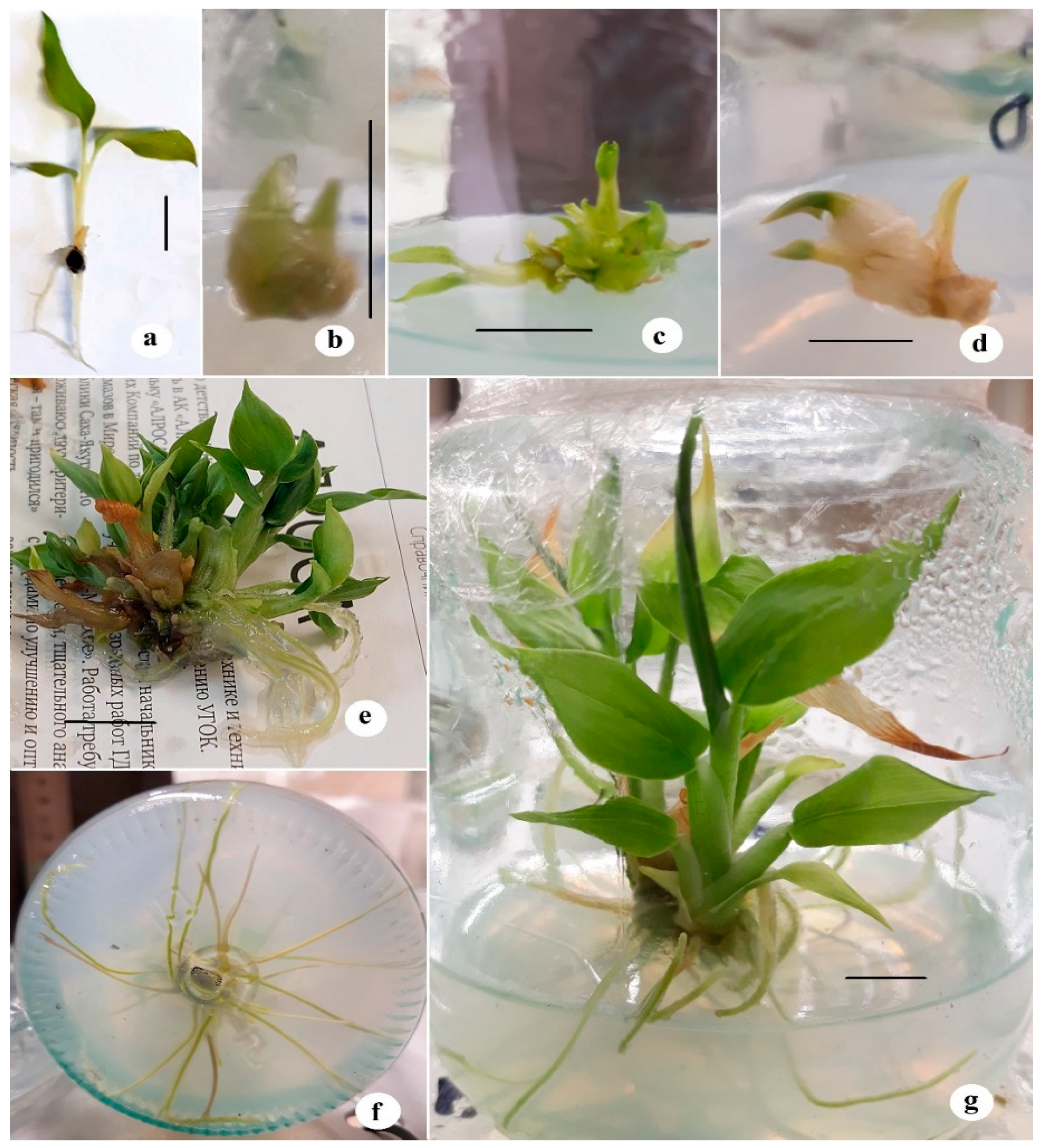 Horticulturae 08 00640 g006 Horticulturae 08 00640 g006