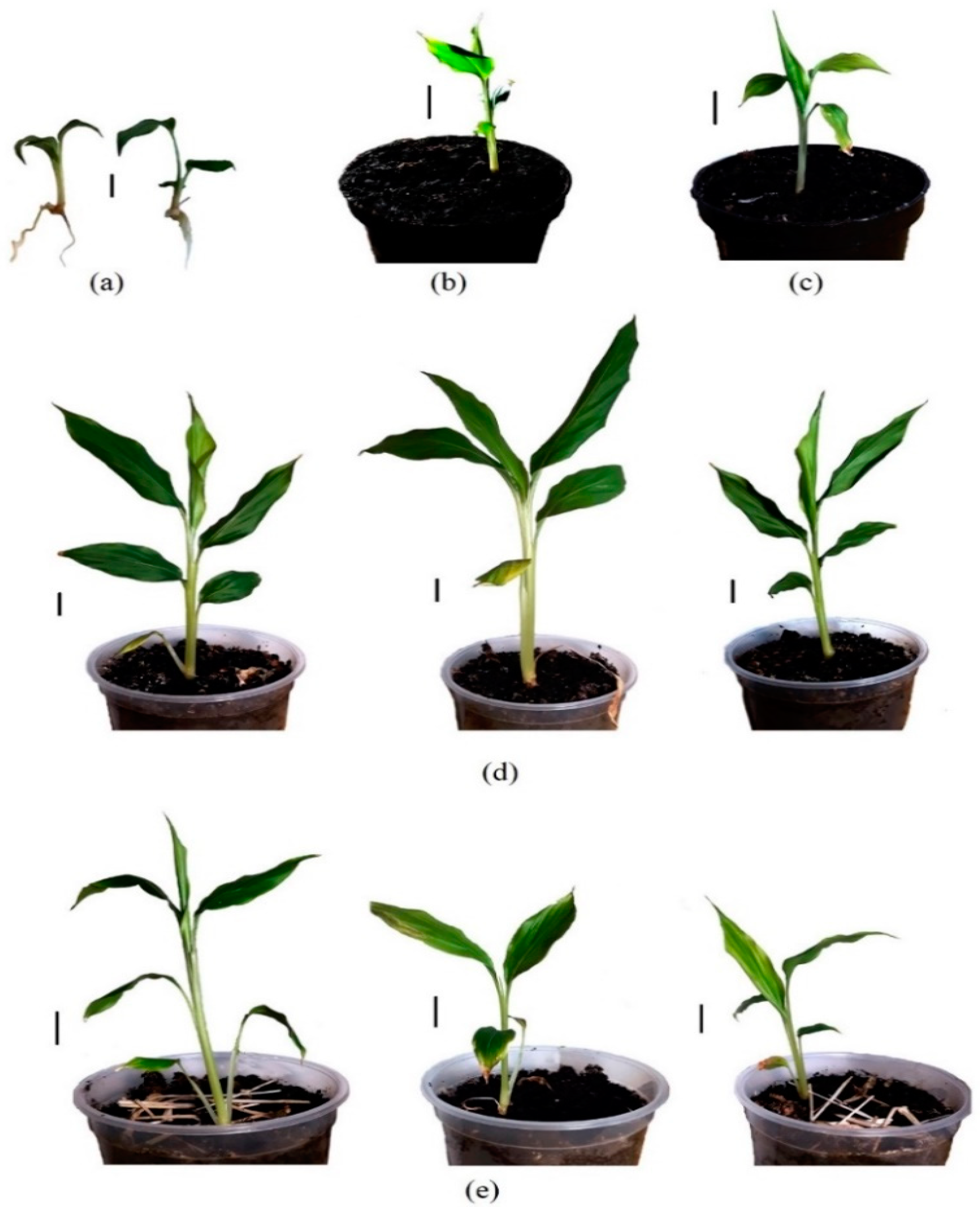 Horticulturae 08 00640 g007 Horticulturae 08 00640 g007