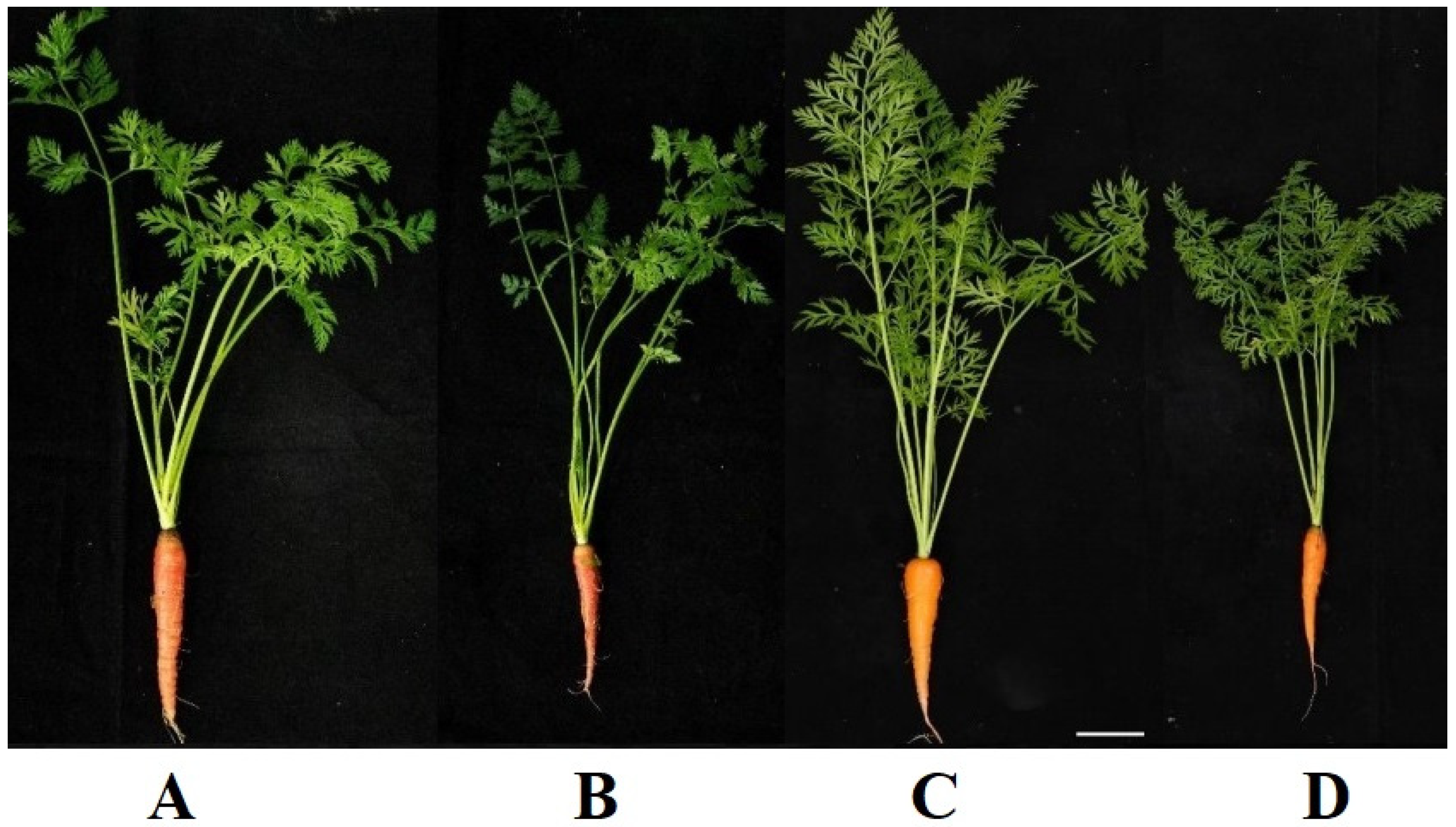 Horticulturae 08 00650 g001