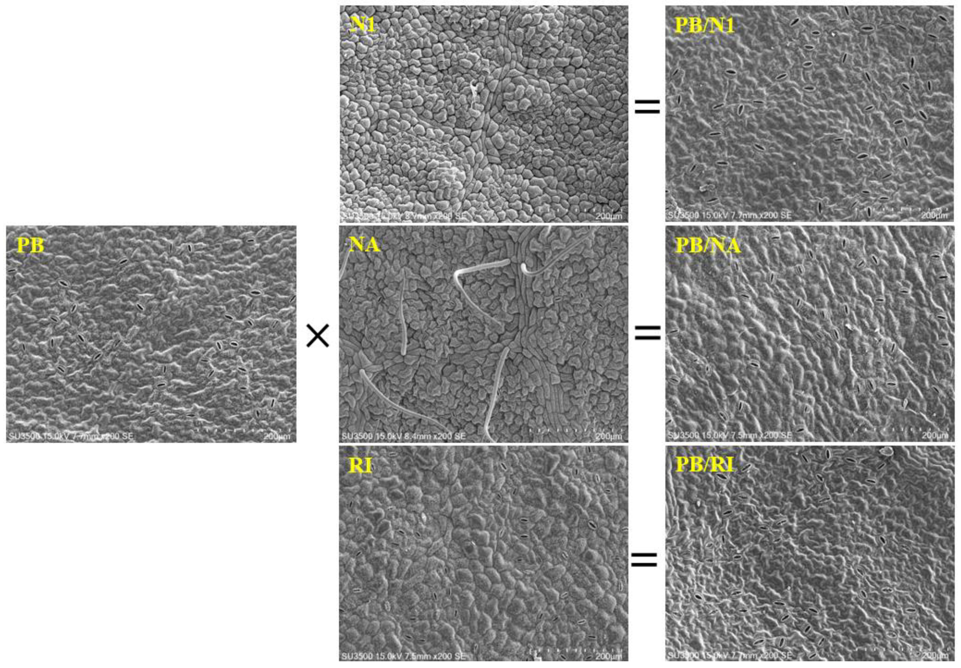 Horticulturae 08 00655 g006