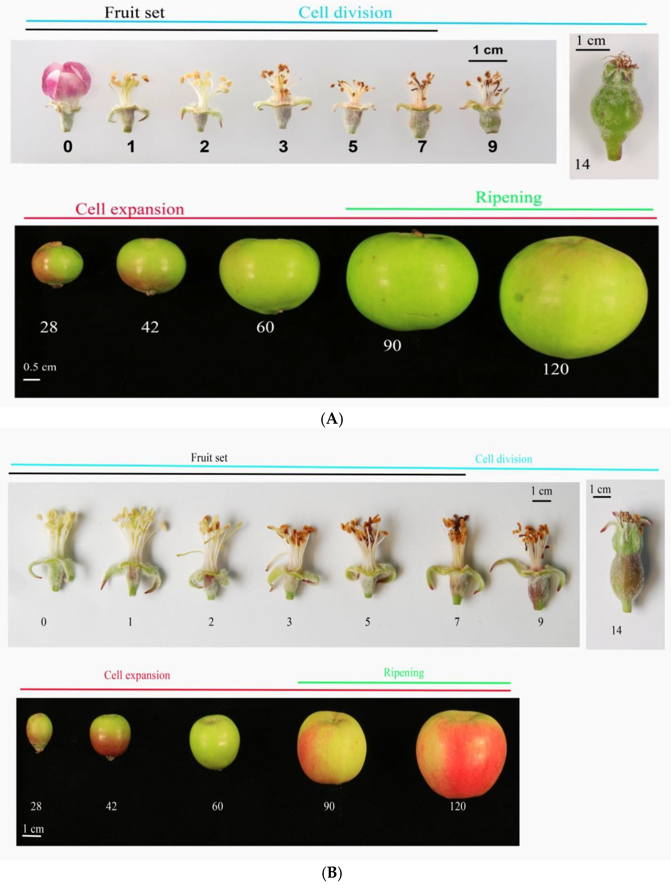 https://www.mdpi.com/horticulturae/horticulturae-08-00657/article_deploy/html/images/horticulturae-08-00657-g001a.png