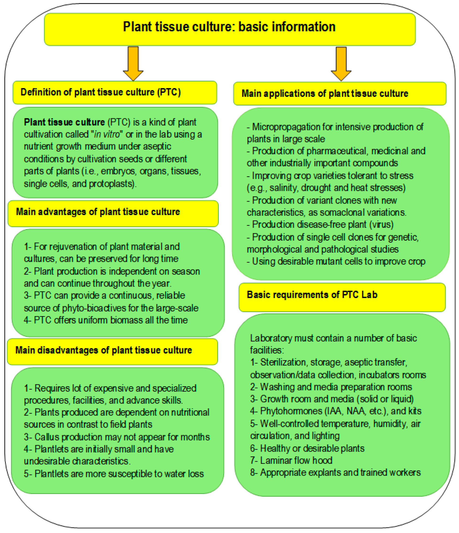 Plant stem tissue modeling and parameter identification using