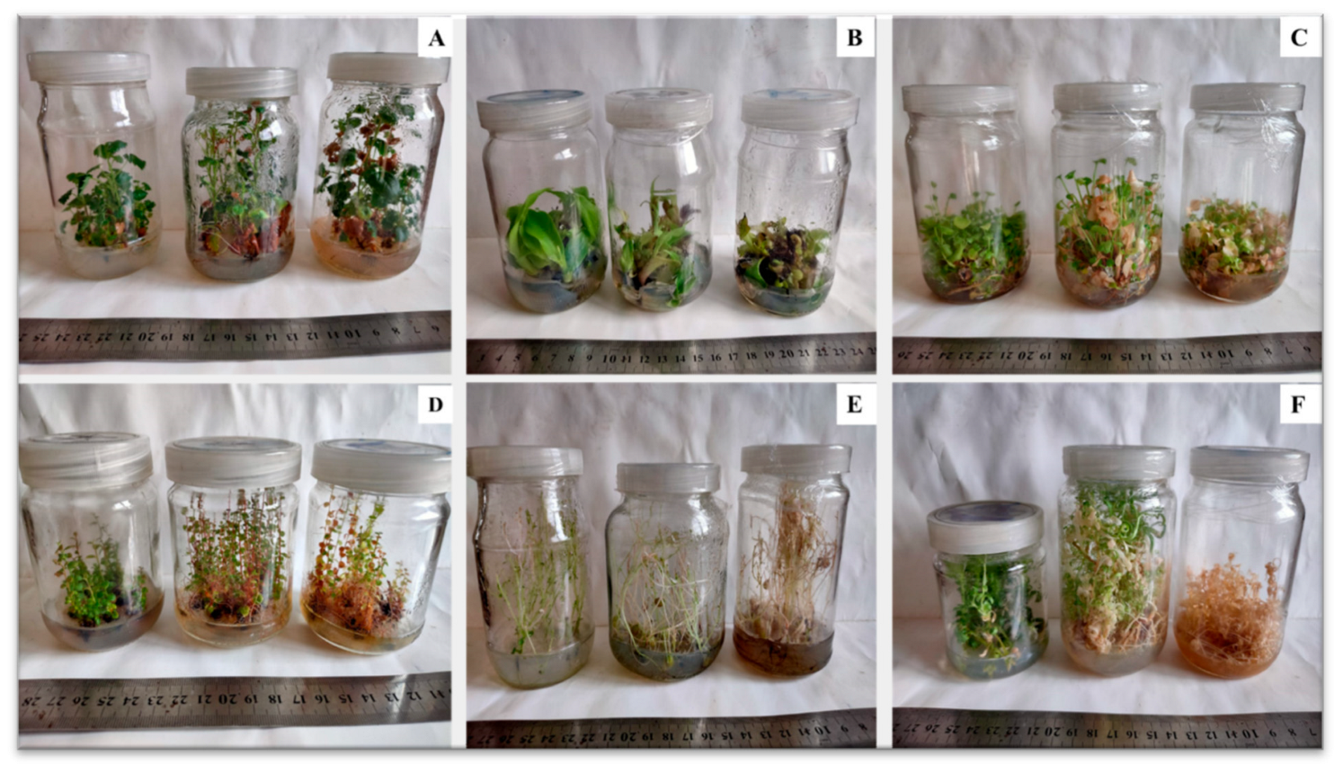 Horticulturae 08 00677 g003