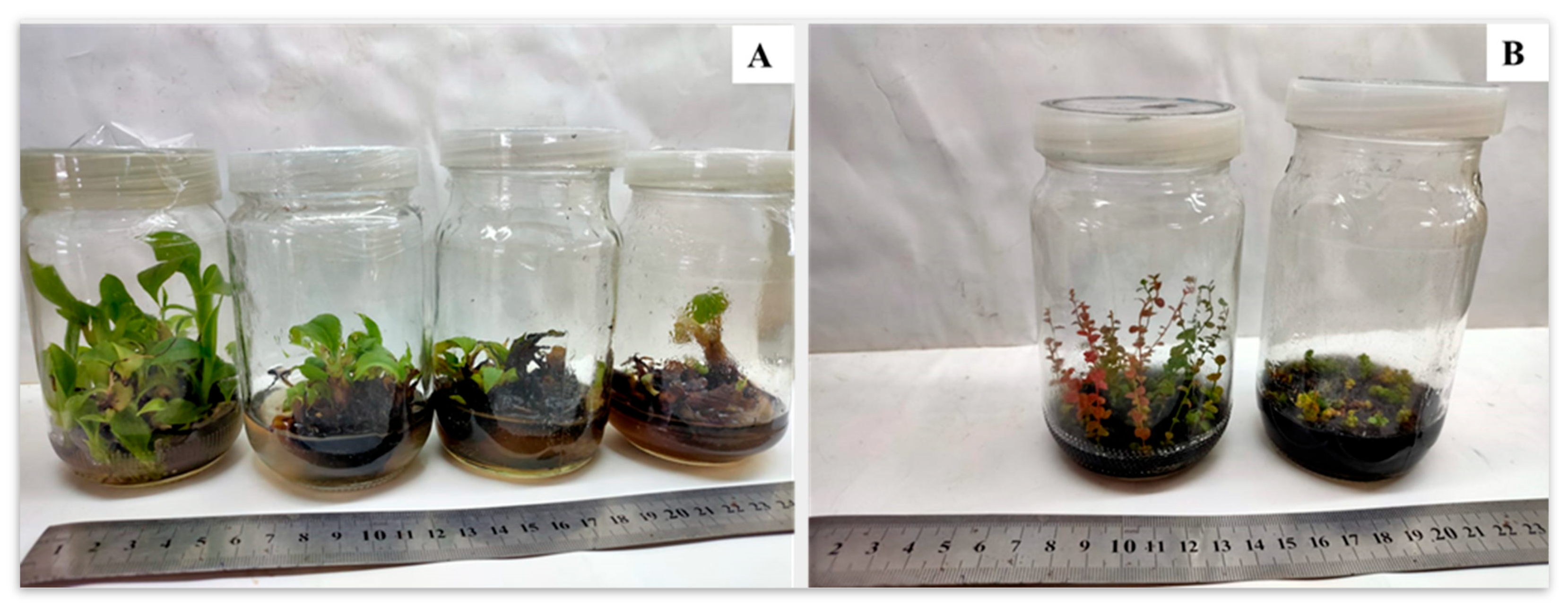 Horticulturae 08 00677 g004