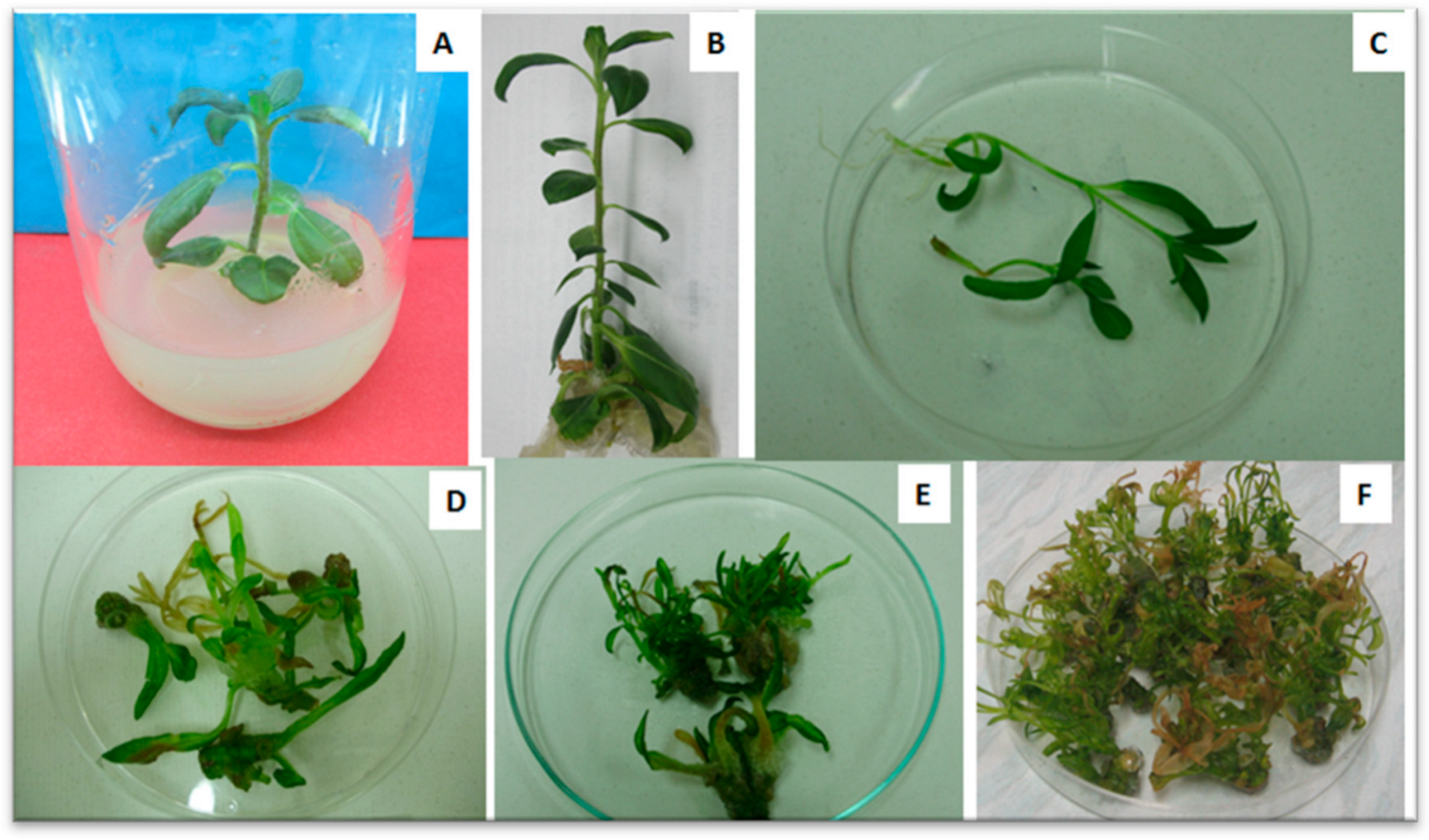 Horticulturae 08 00677 g006