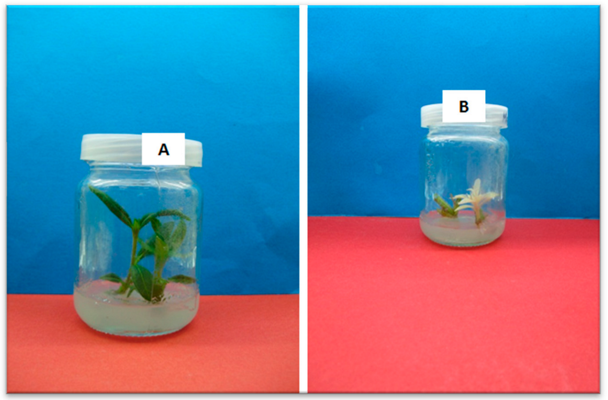 Horticulturae 08 00677 g007