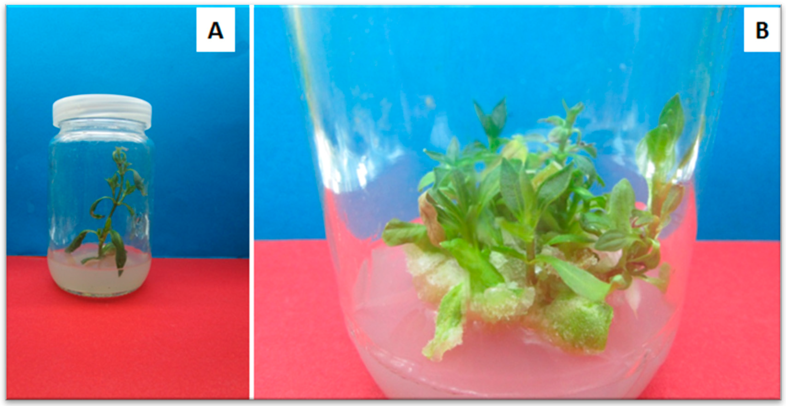 Horticulturae 08 00677 g009