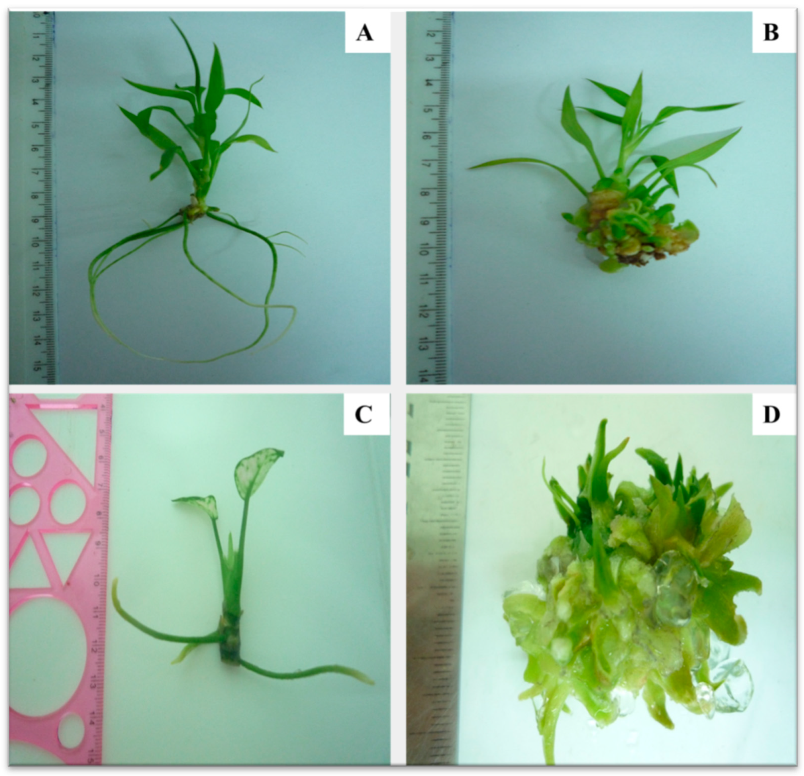 Horticulturae 08 00677 g010