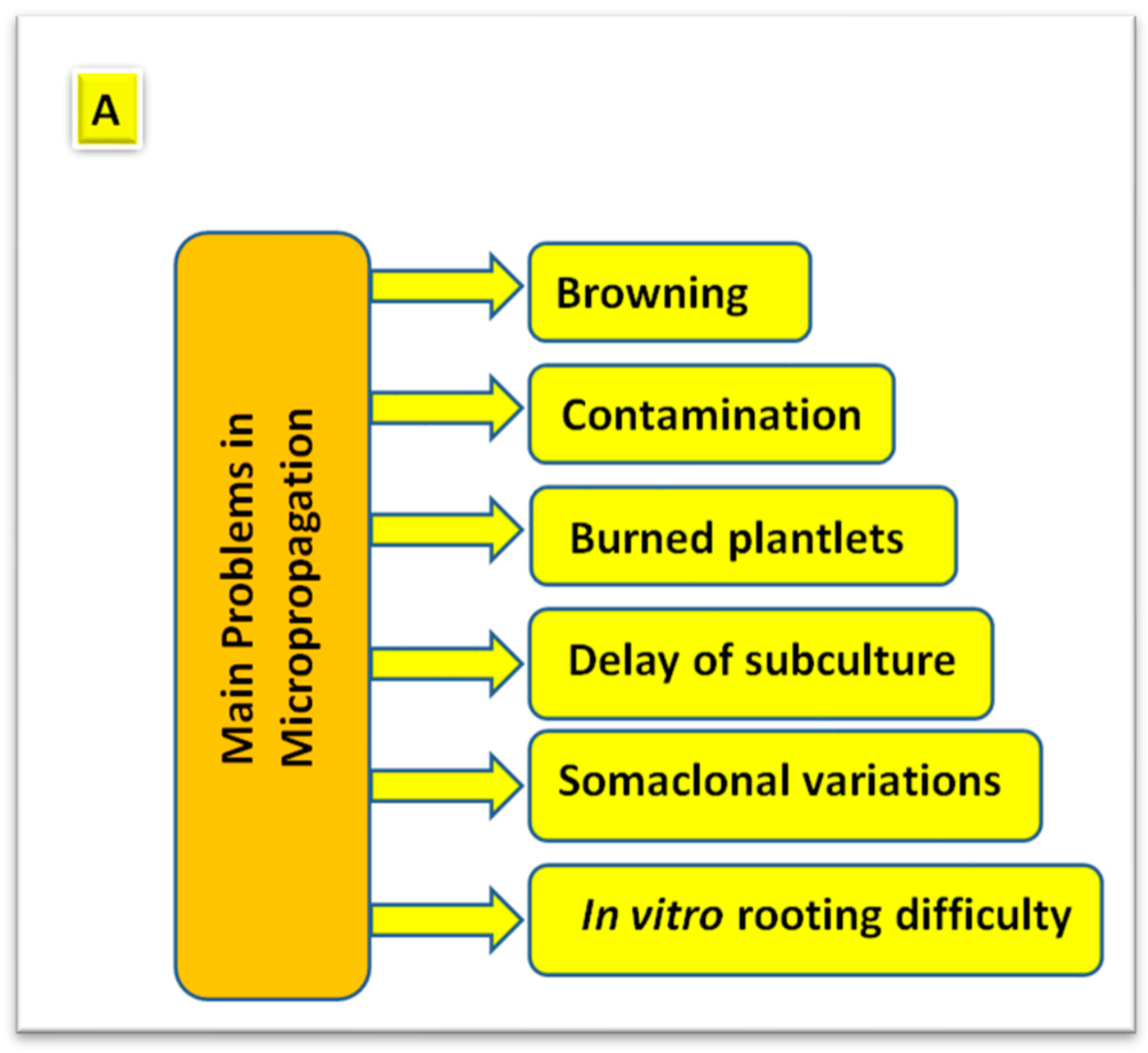 Horticulturae 08 00677 g011a