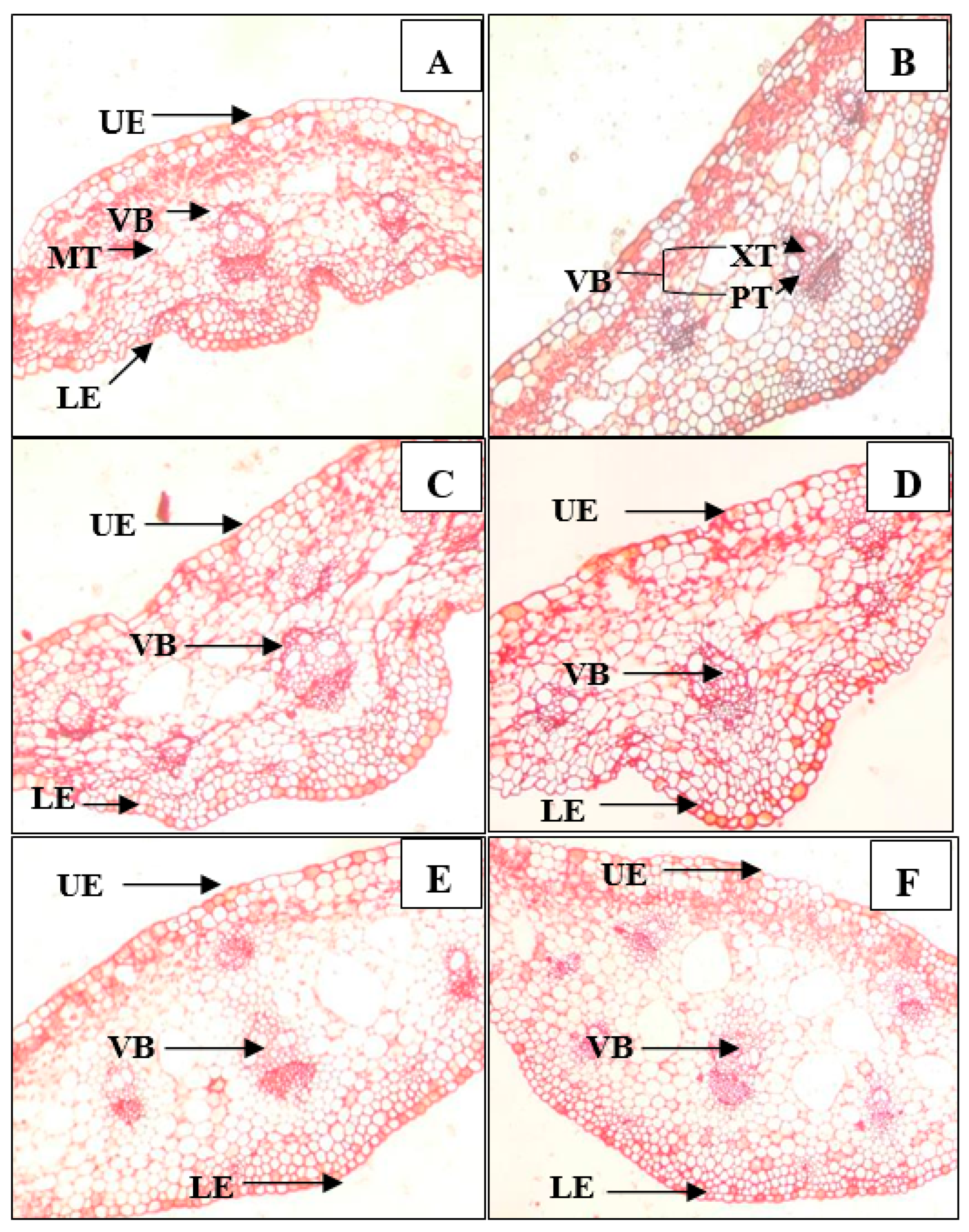 Horticulturae 08 00678 g005