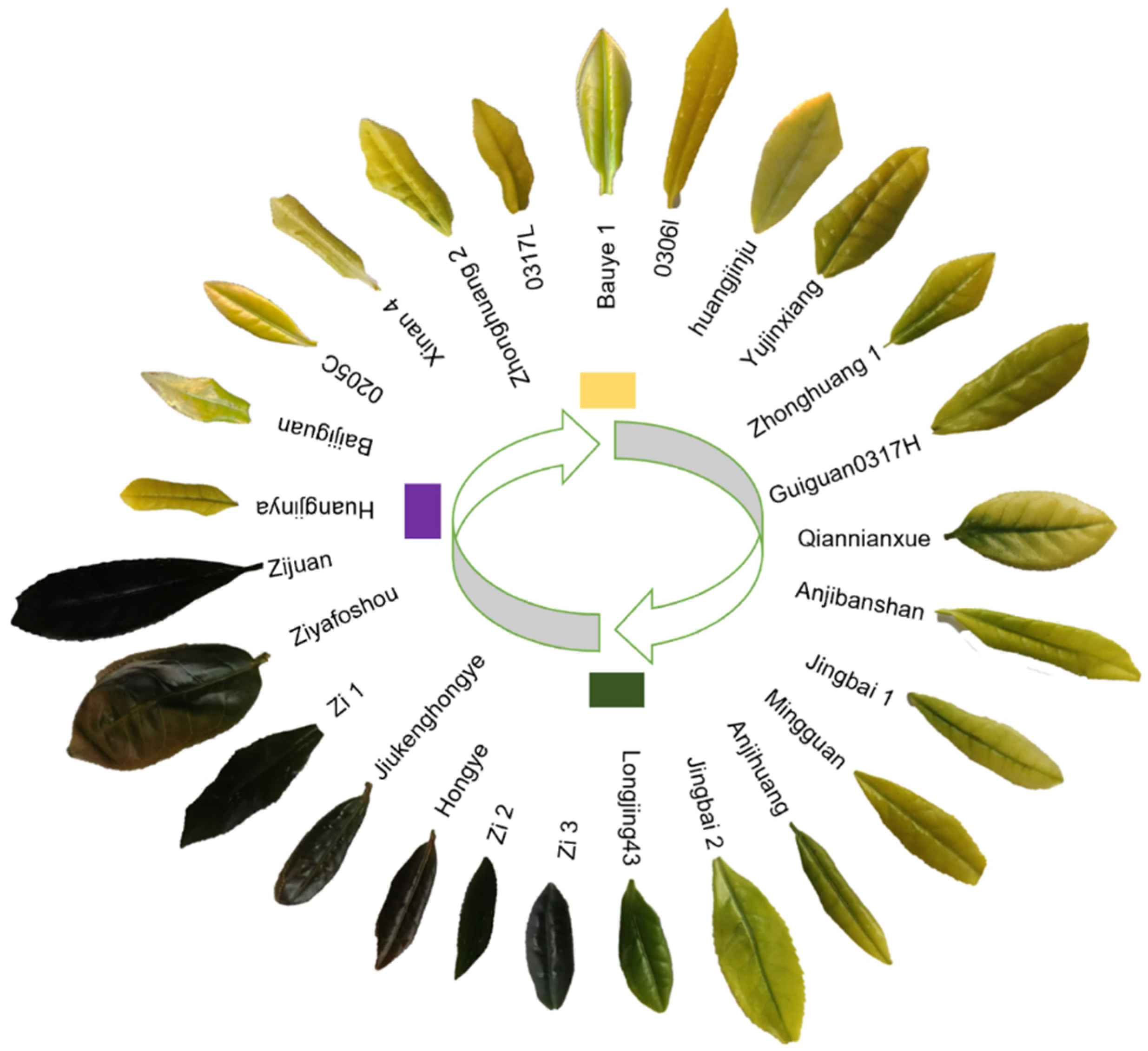 Horticulturae 08 00685 g001