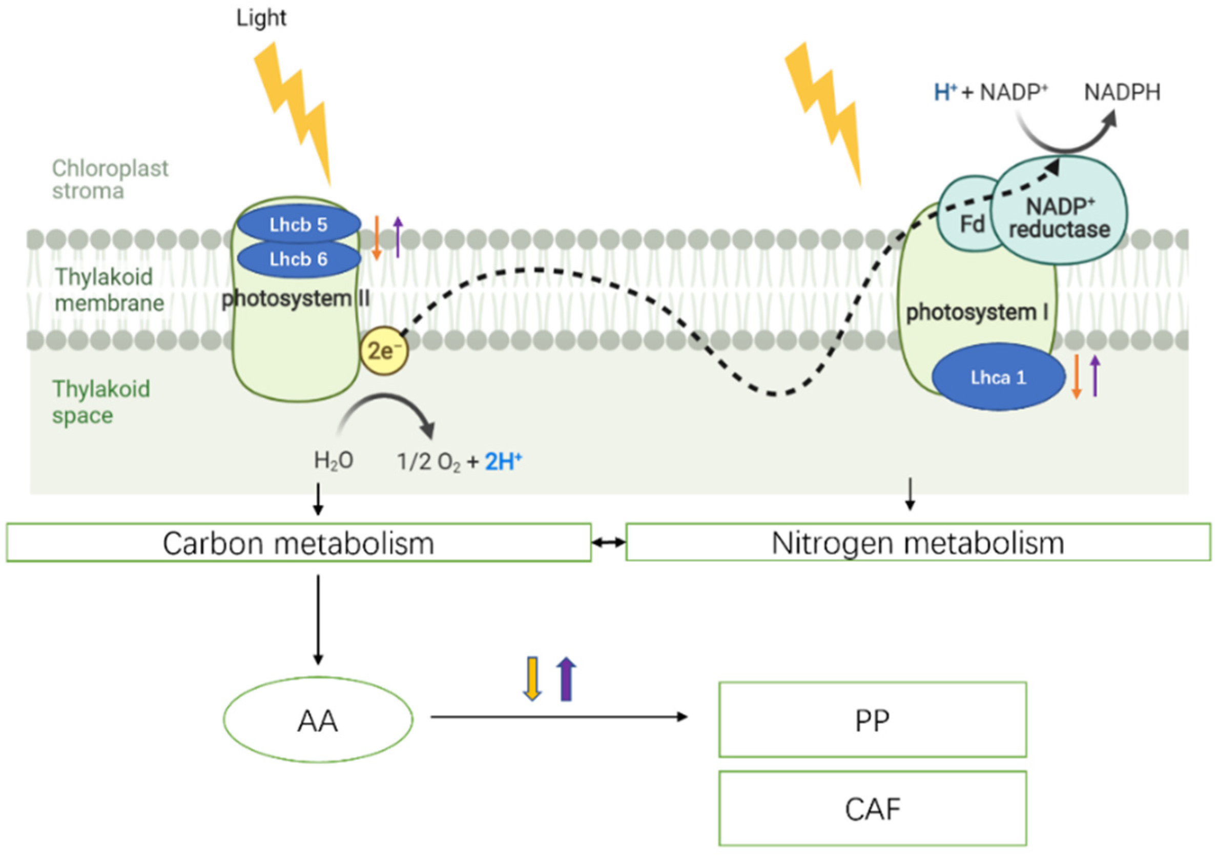 Horticulturae 08 00685 g008