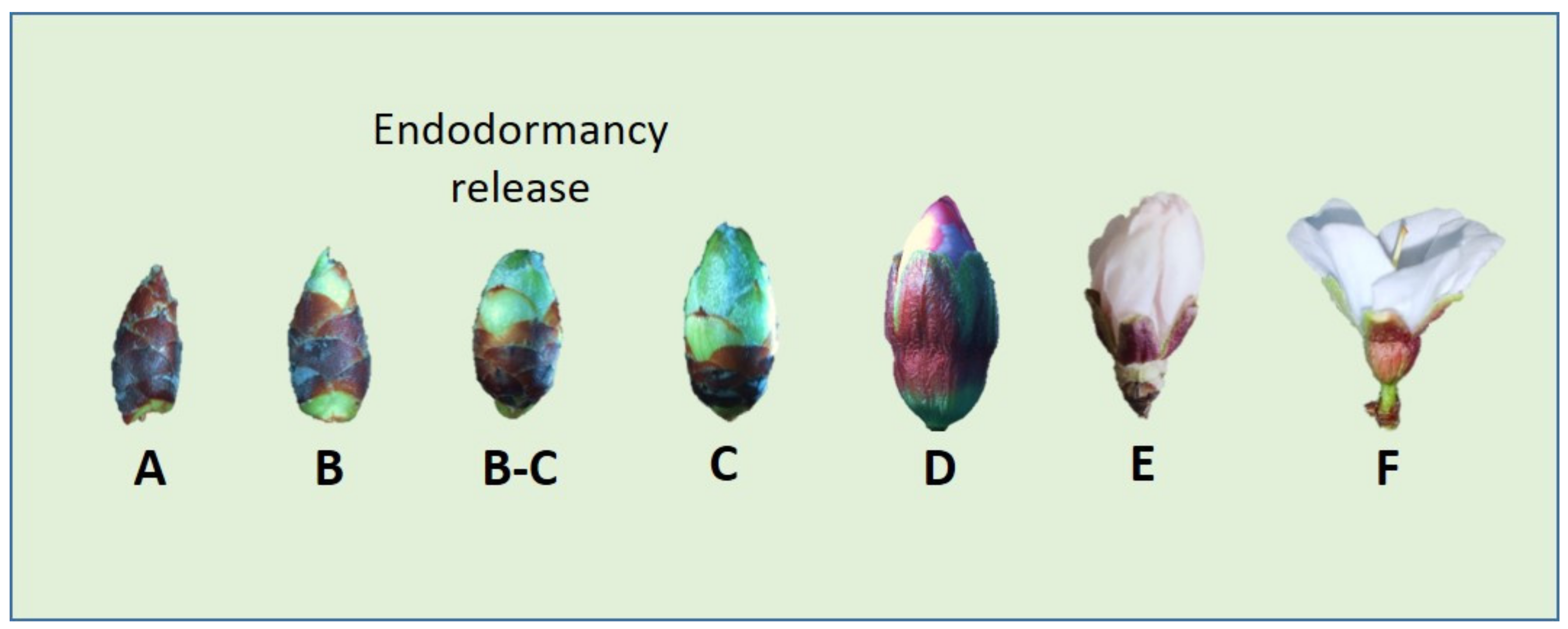 Horticulturae 08 00687 g001 550