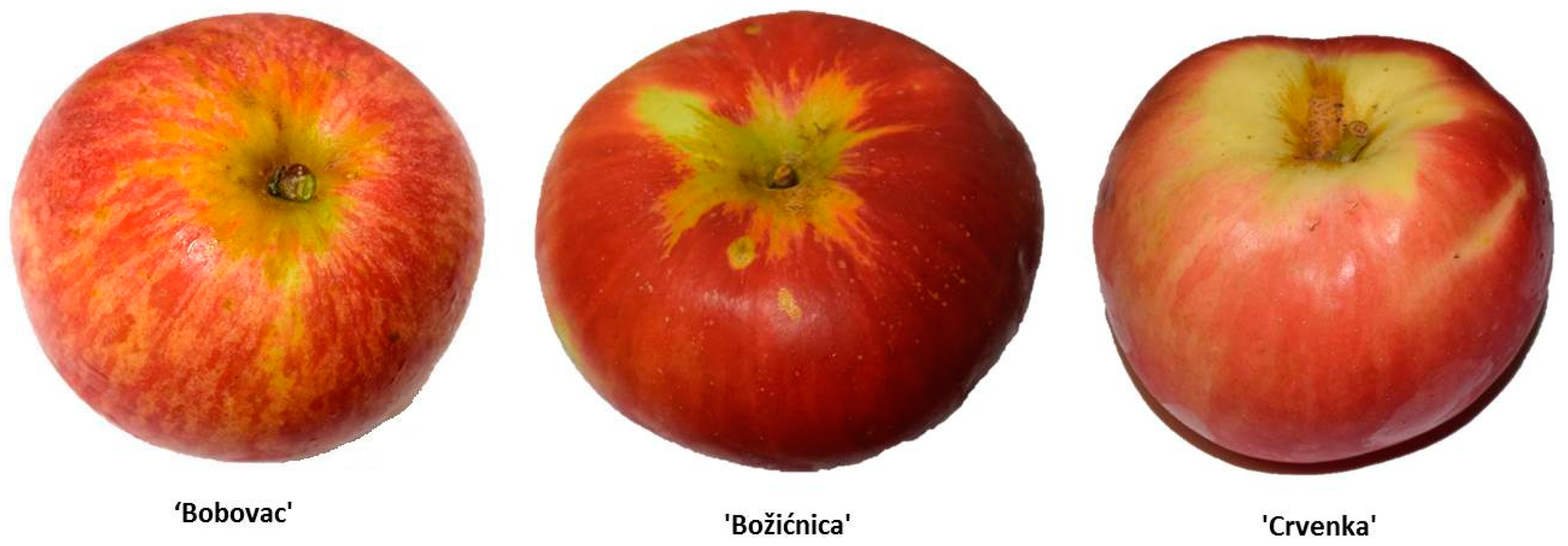 Breeding red-fleshed apples – introduction — Science Learning Hub