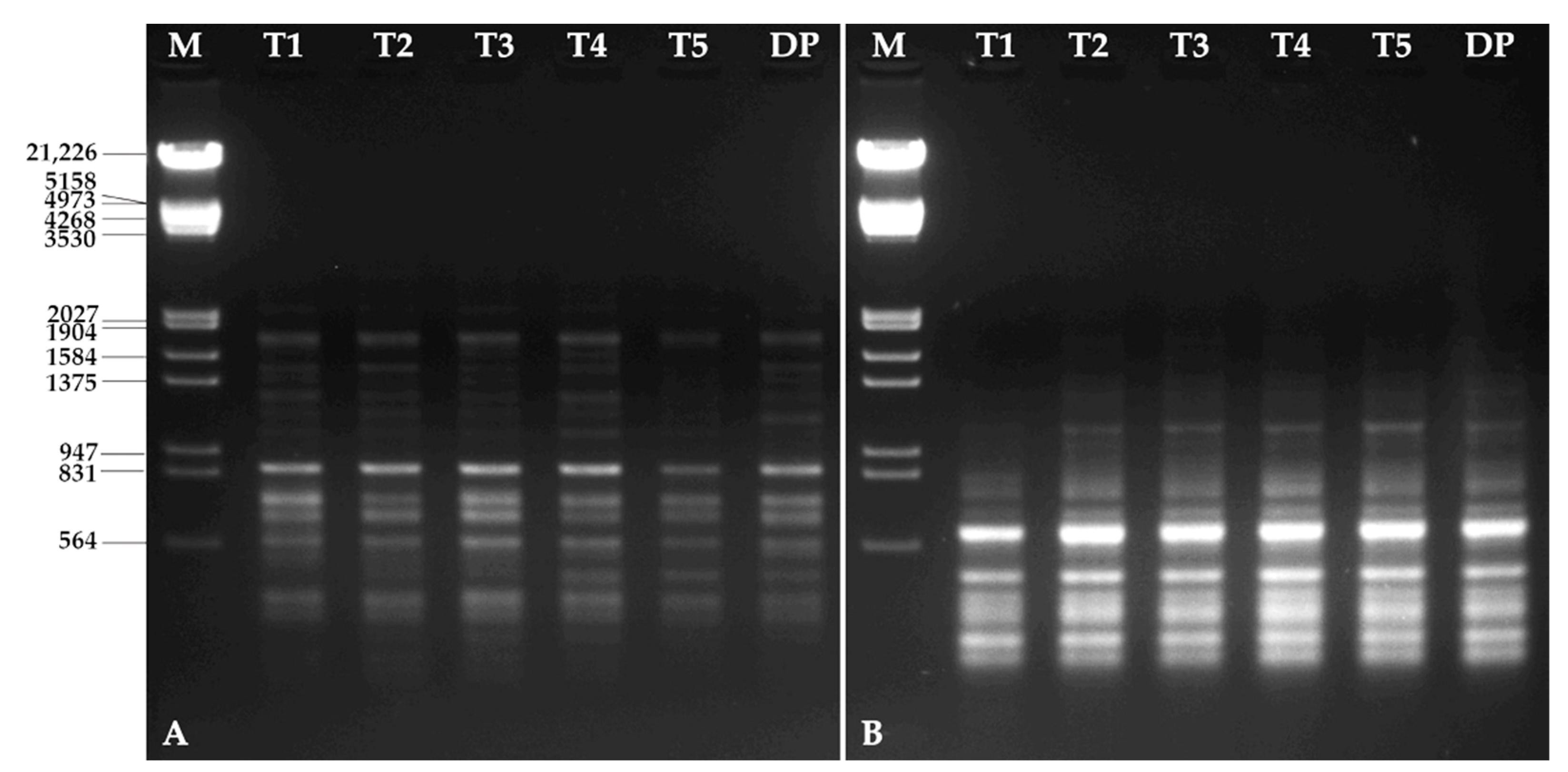 Horticulturae 08 00693 g005 Horticulturae 08 00693 g005