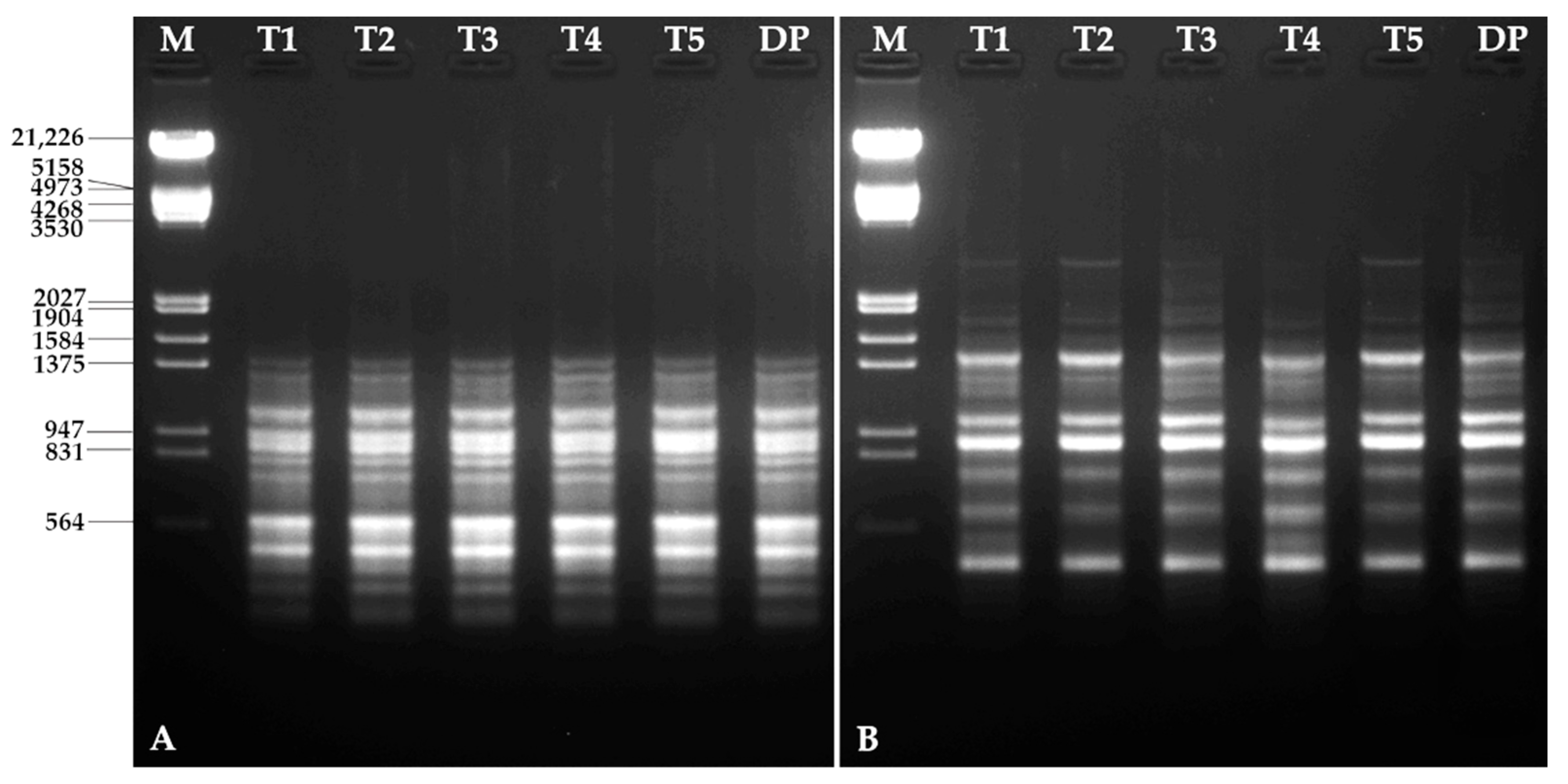 Horticulturae 08 00693 g006 Horticulturae 08 00693 g006