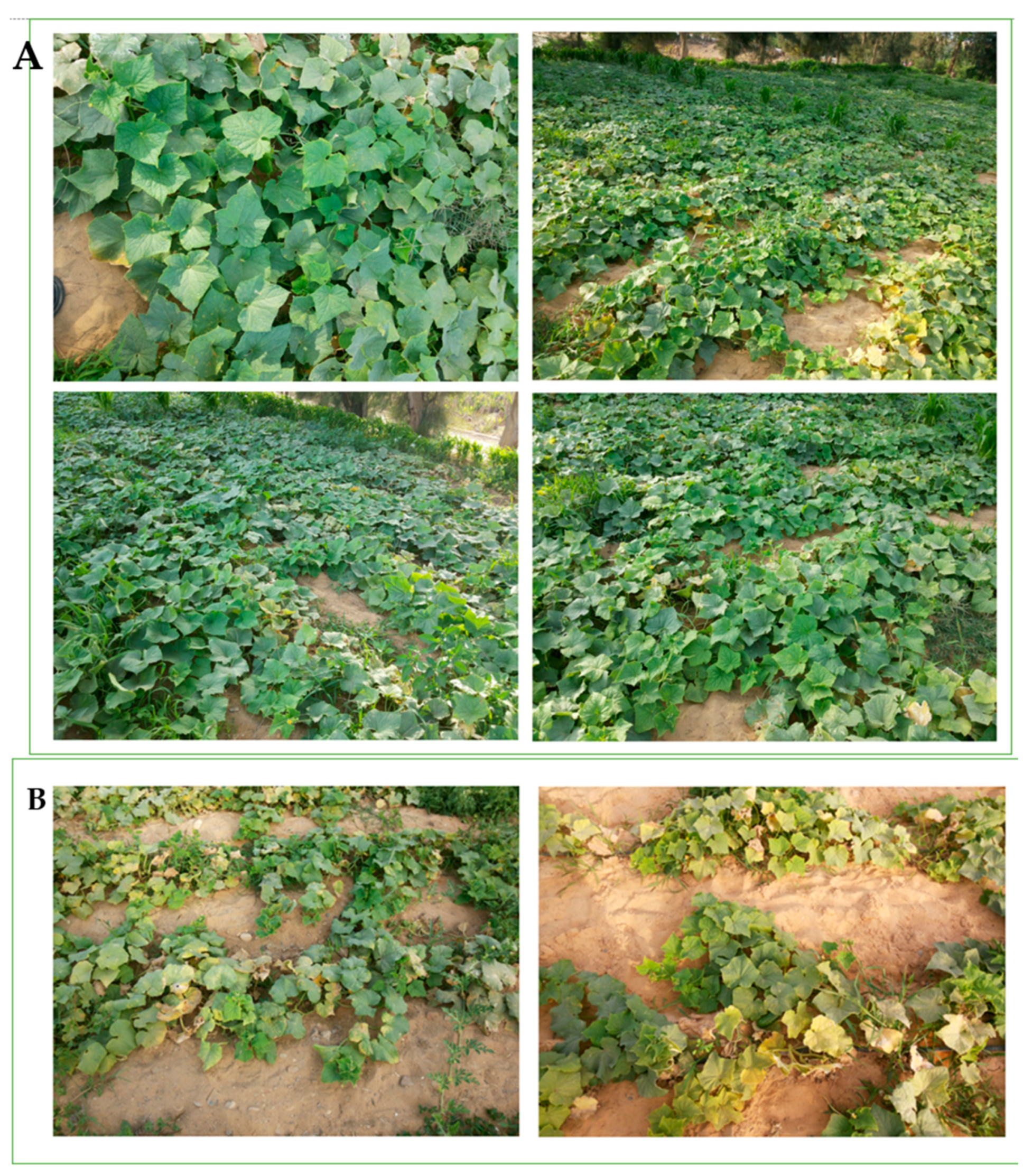 Horticulturae 08 00699 g002