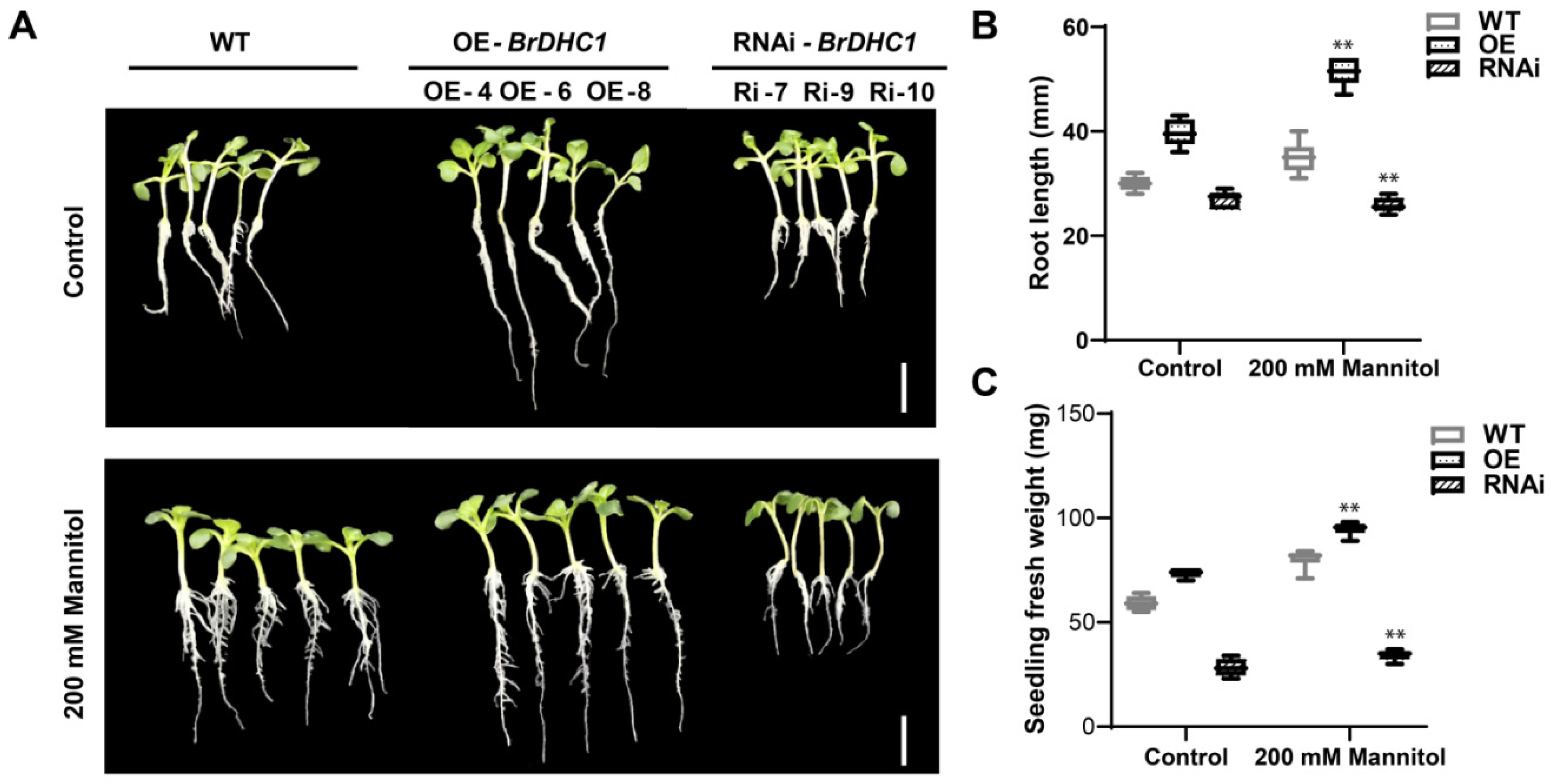 Horticulturae 08 00707 g003