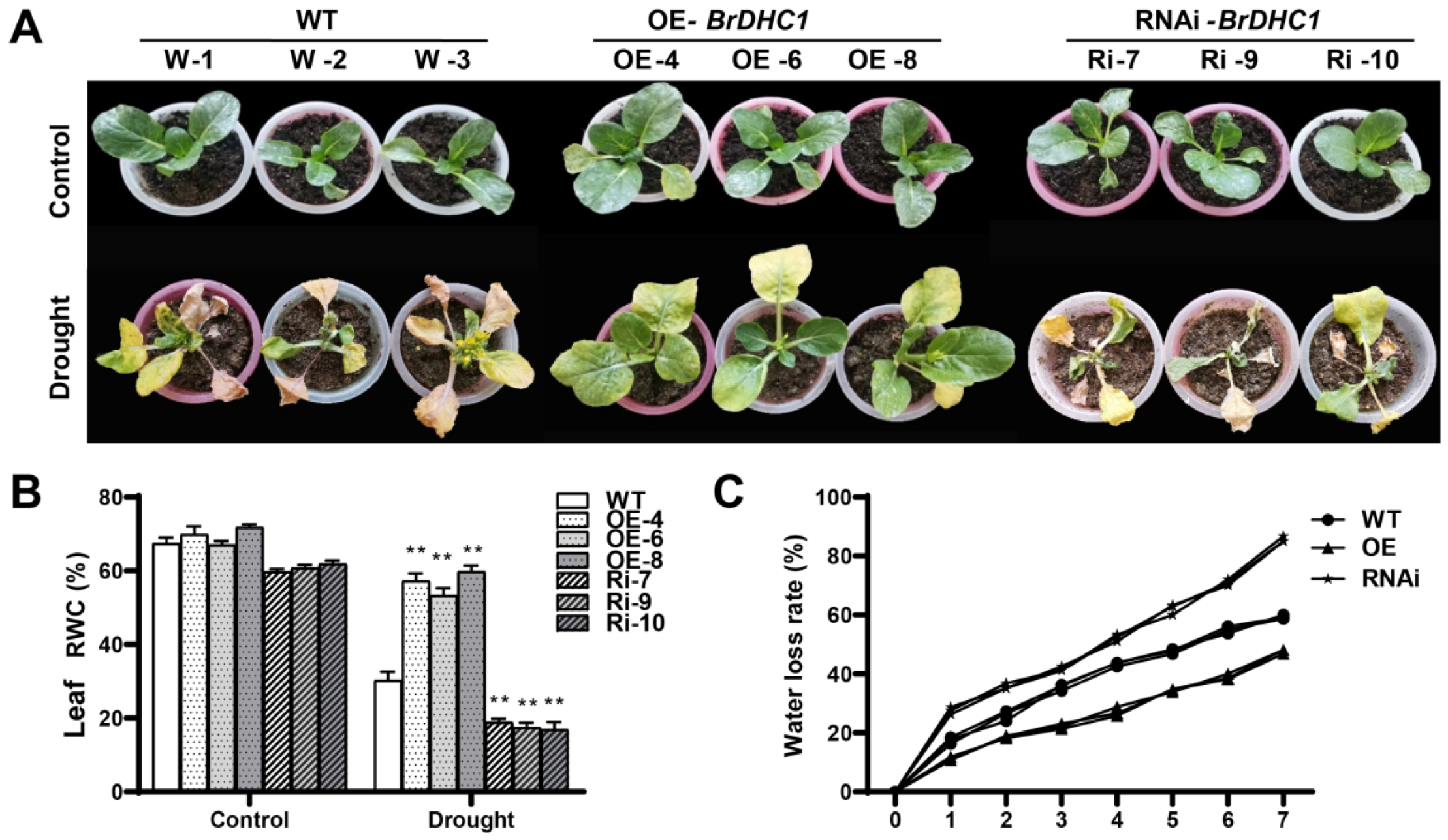 Horticulturae 08 00707 g005
