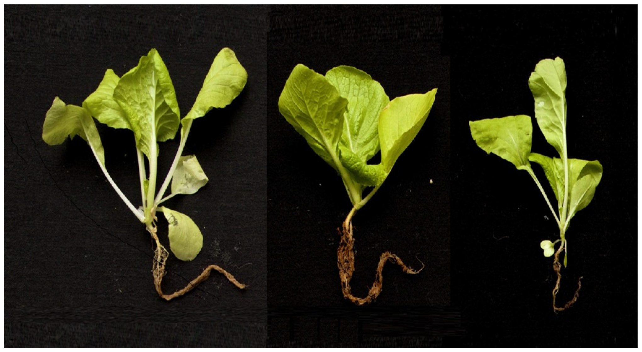 Horticulturae 08 00708 g003