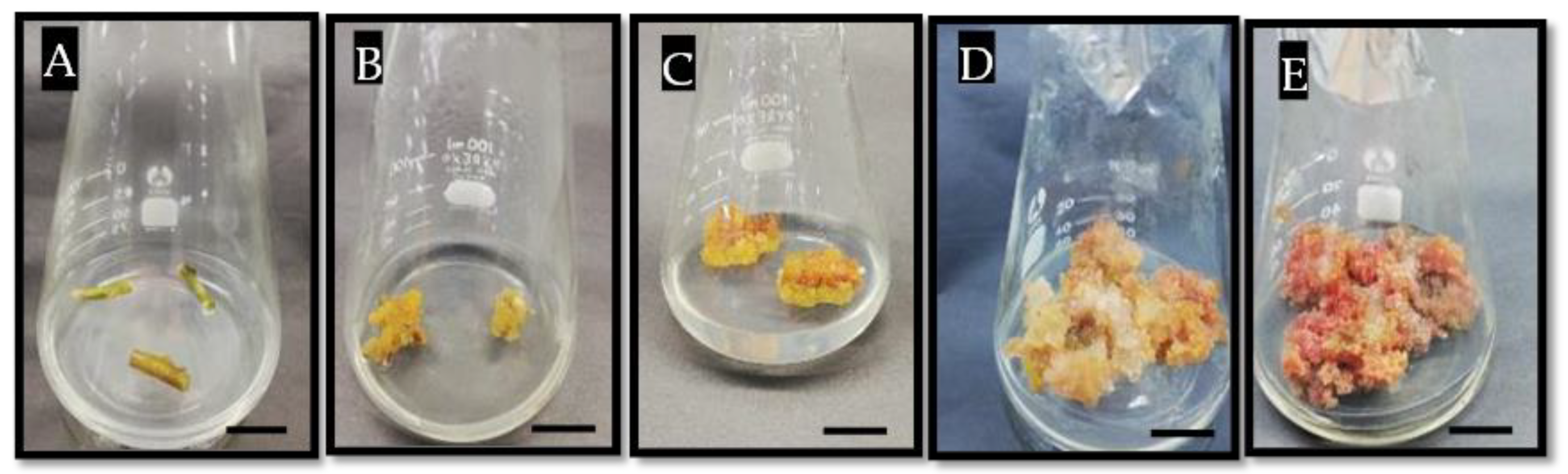 Horticulturae 08 00712 g002