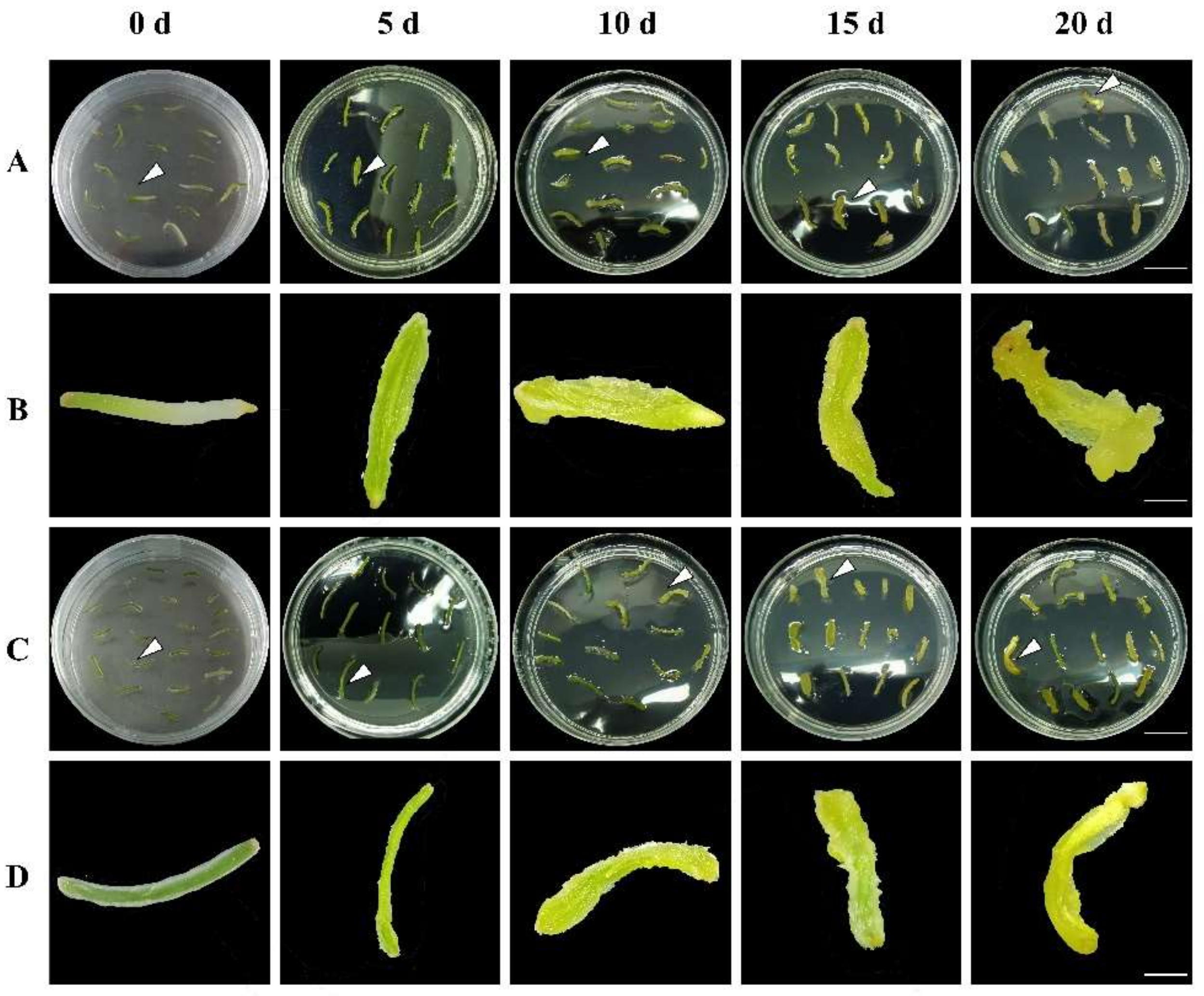 Horticulturae 08 00715 g001