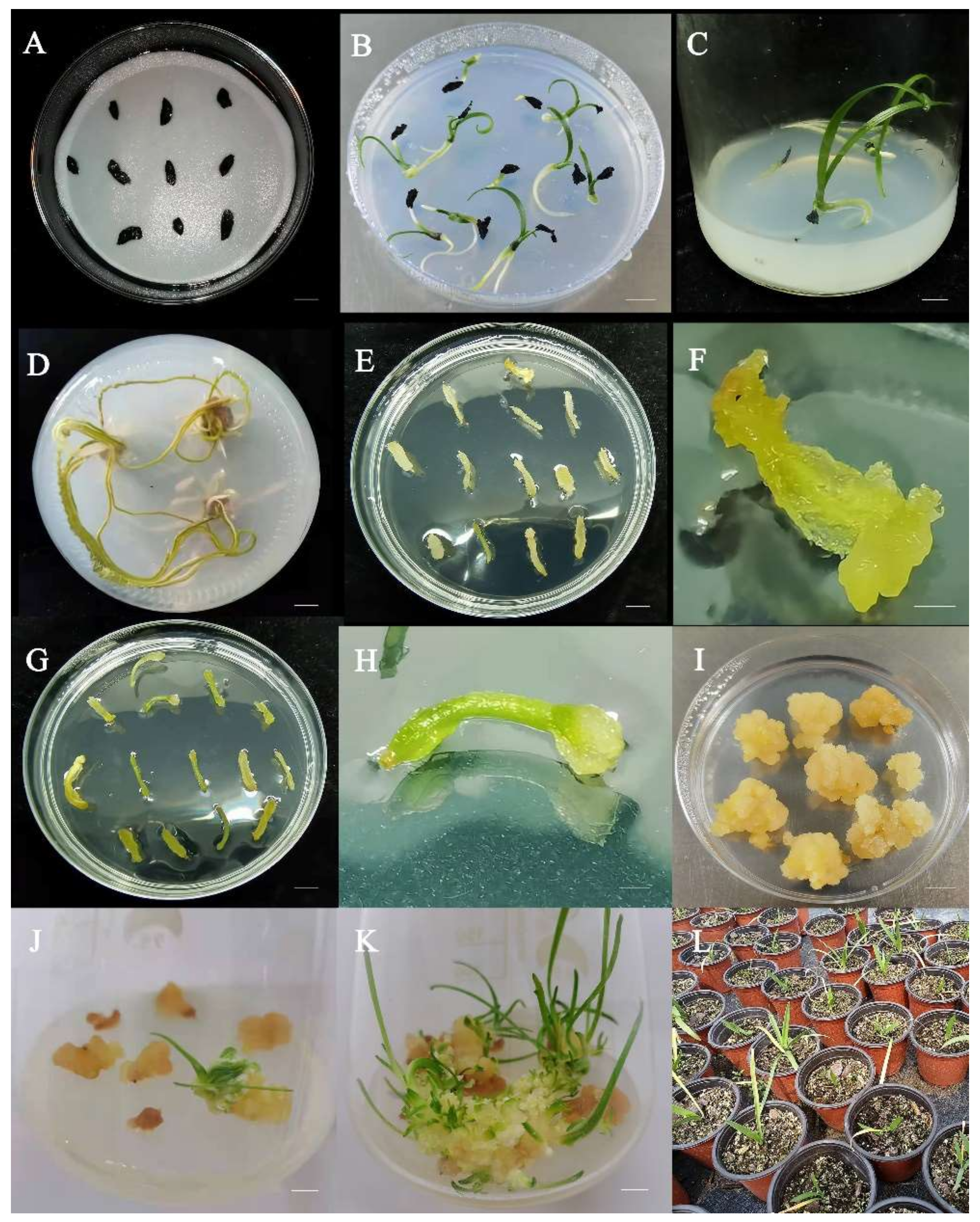 Horticulturae 08 00715 g007