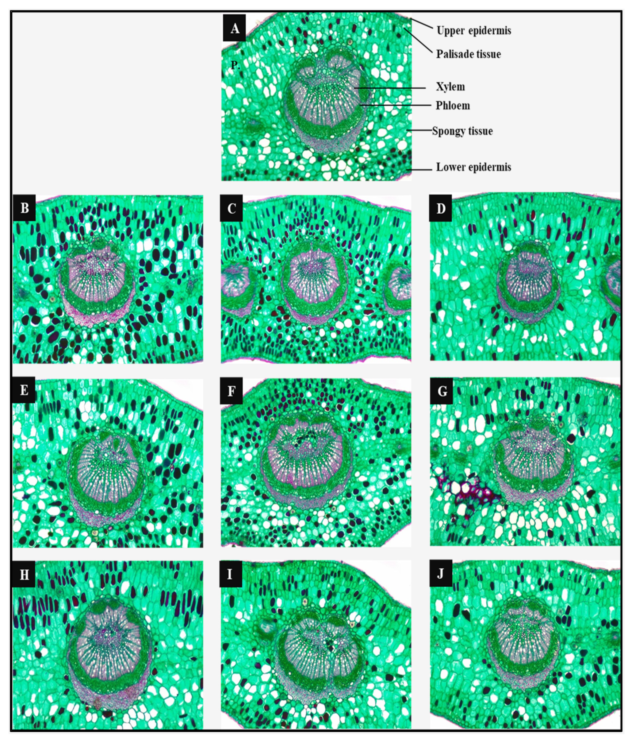 Horticulturae 08 00716 g012
