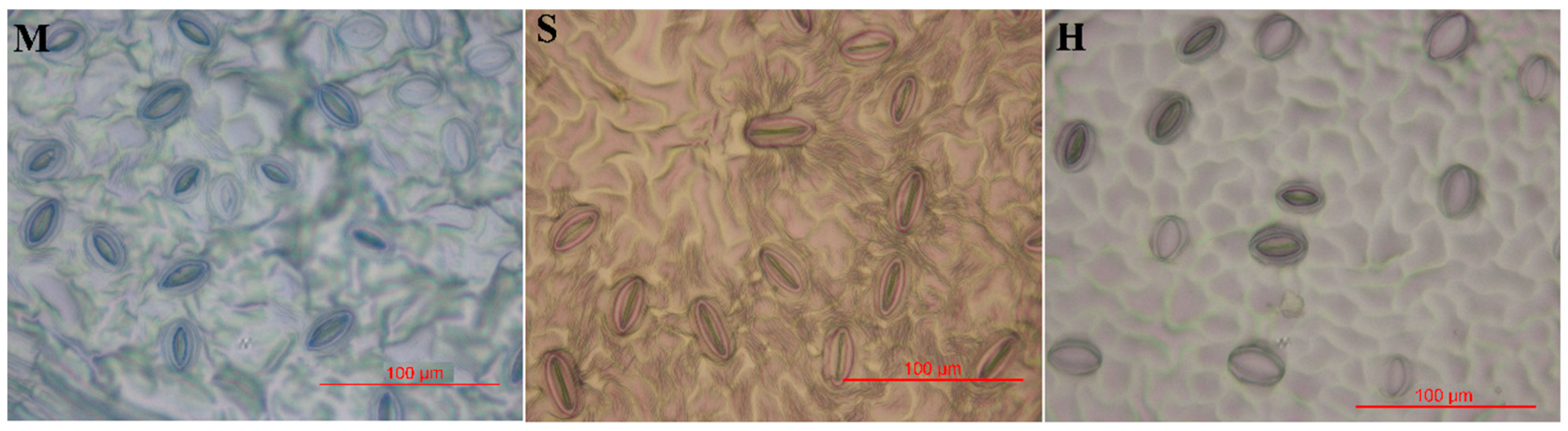 Horticulturae 08 00720 g002