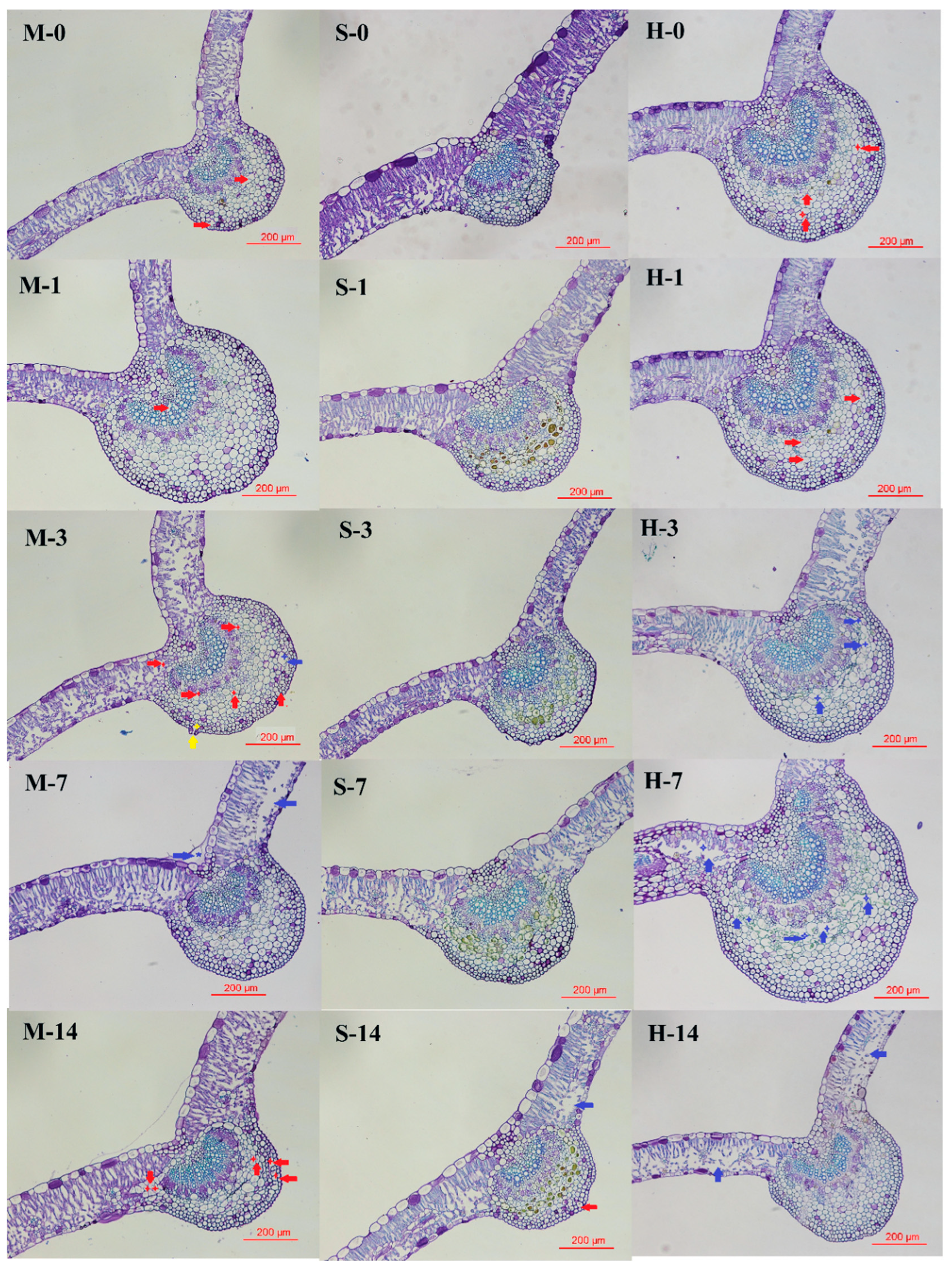 Horticulturae 08 00720 g007