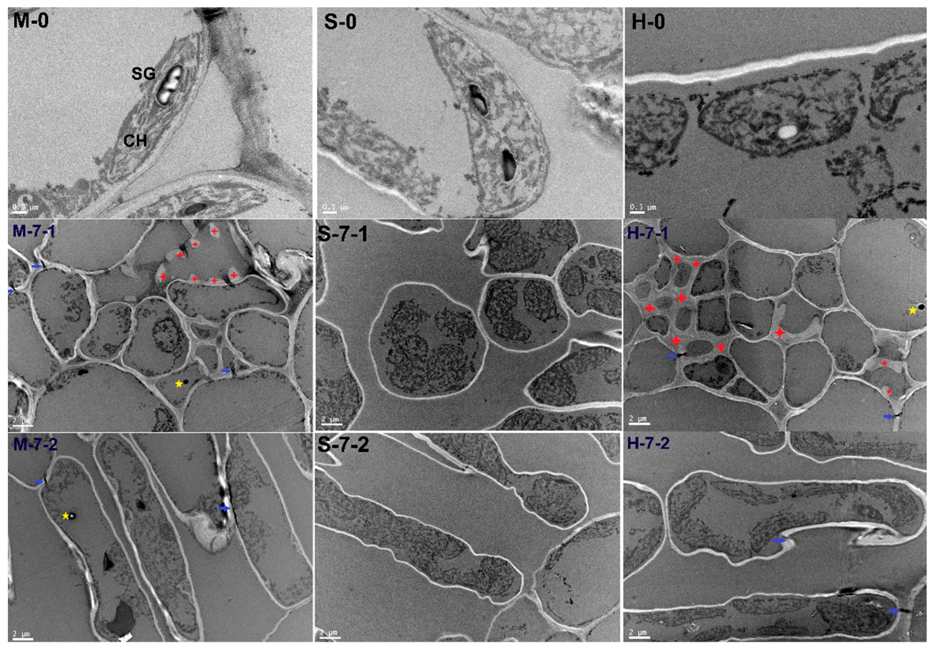 Horticulturae 08 00720 g011