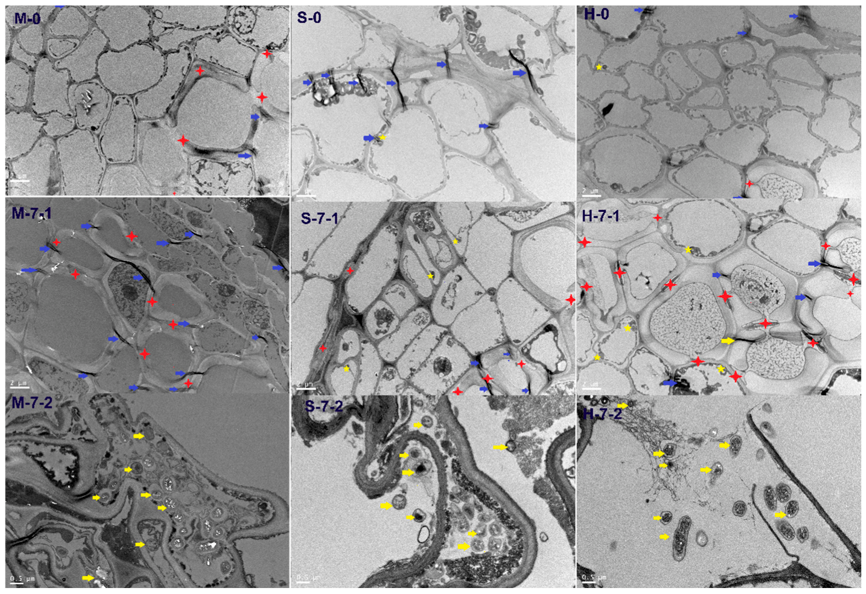 Horticulturae 08 00720 g012