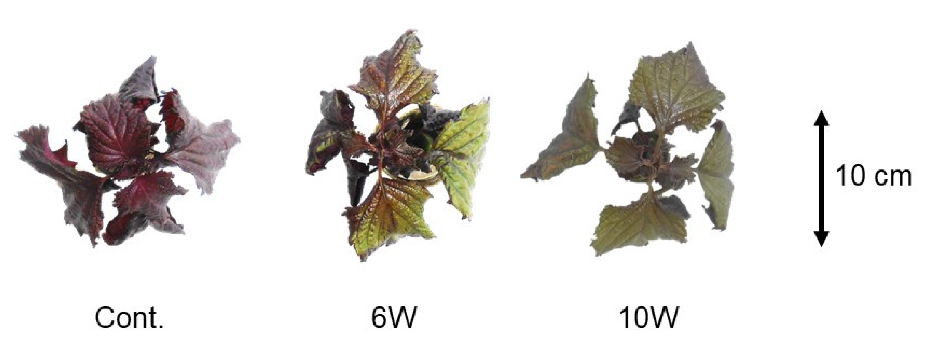 Horticulturae 08 00725 g004