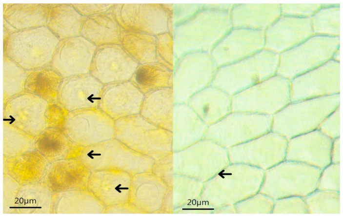 Horticulturae 08 00727 g002