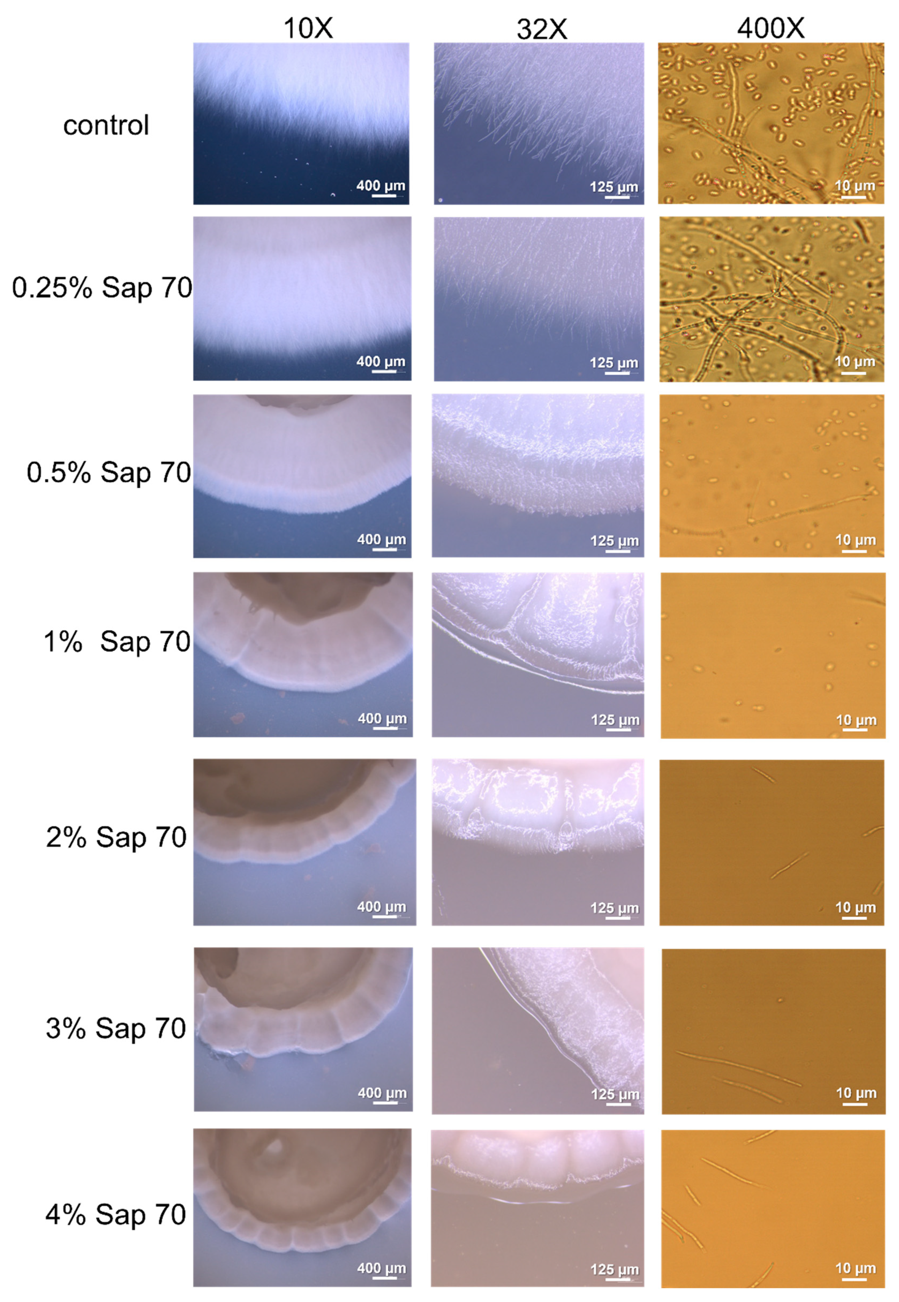 Horticulturae 08 00729 g005
