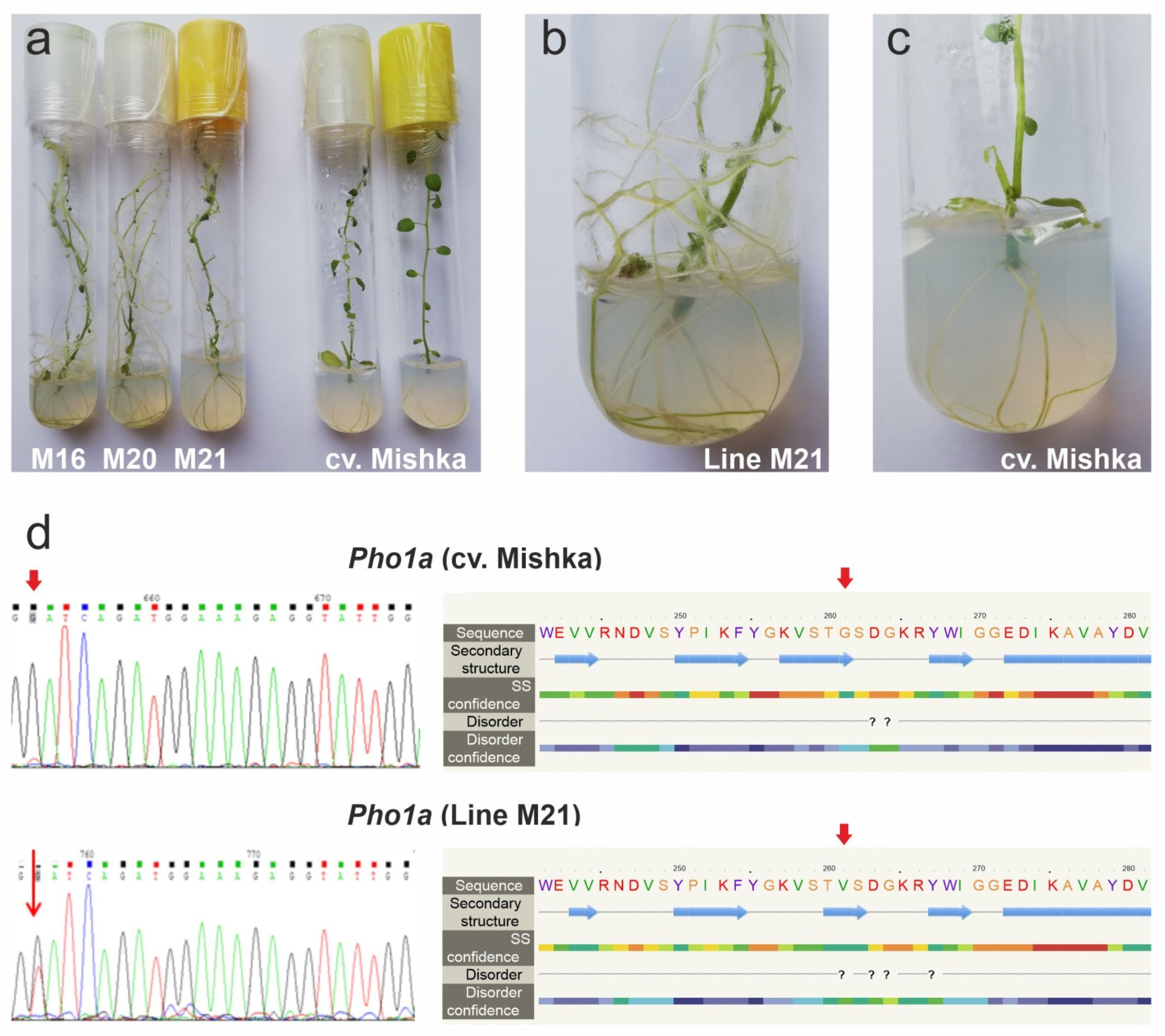 Horticulturae 08 00730 g001 550