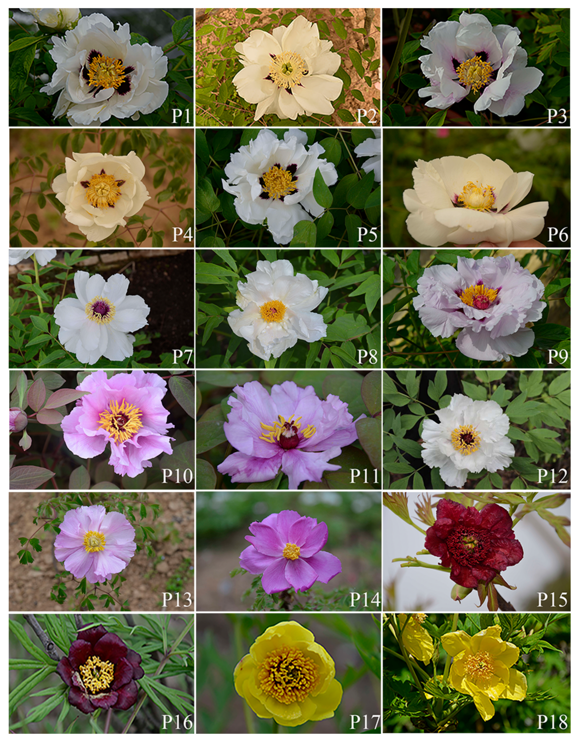 Horticulturae 08 00736 g001 550