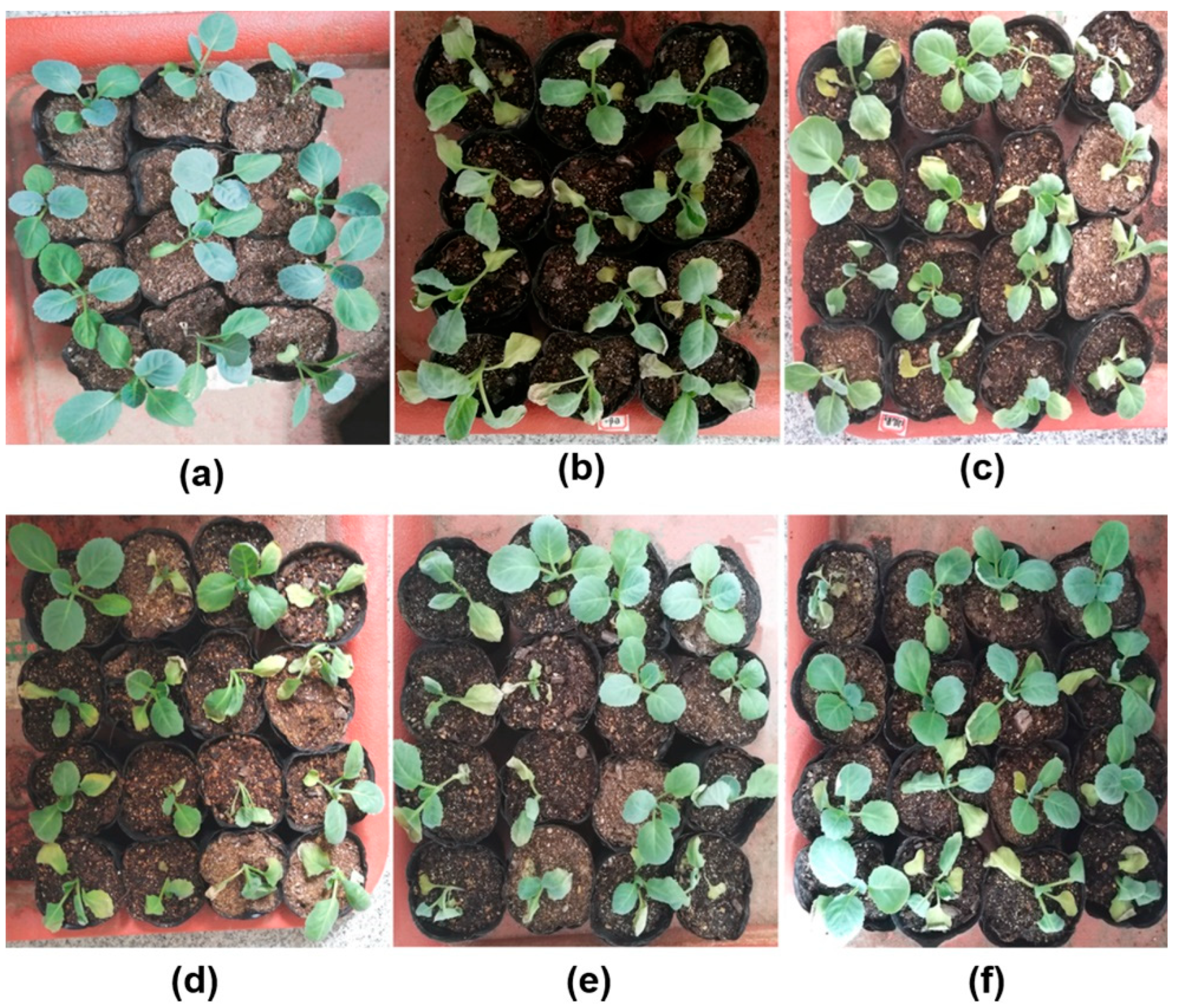 Horticulturae 08 00744 g004