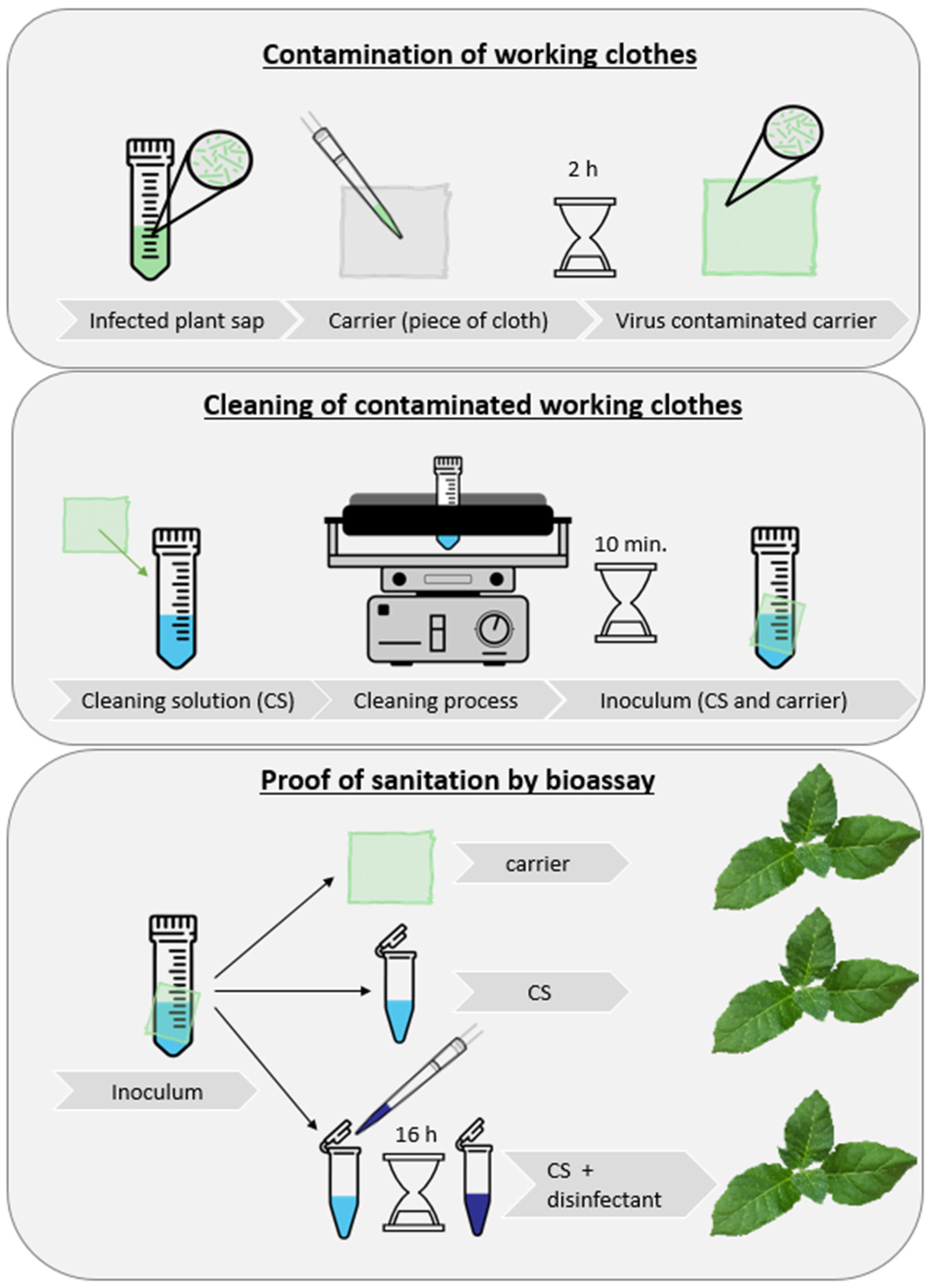 Horticulturae 08 00751 g001