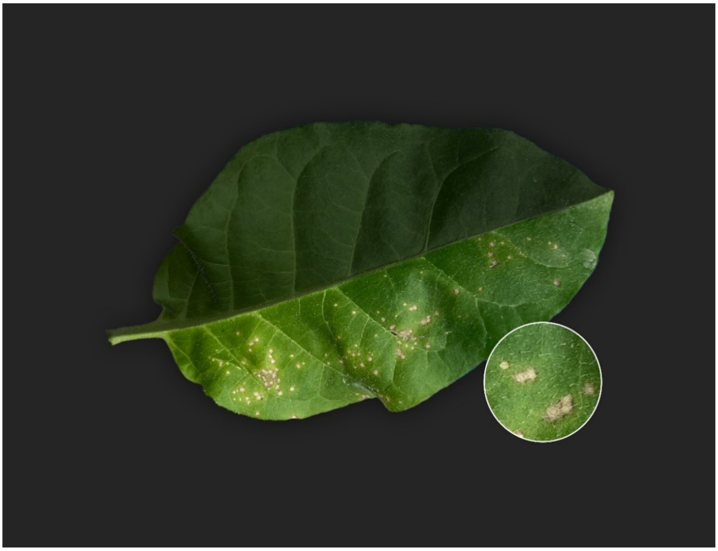 Horticulturae 08 00751 g002