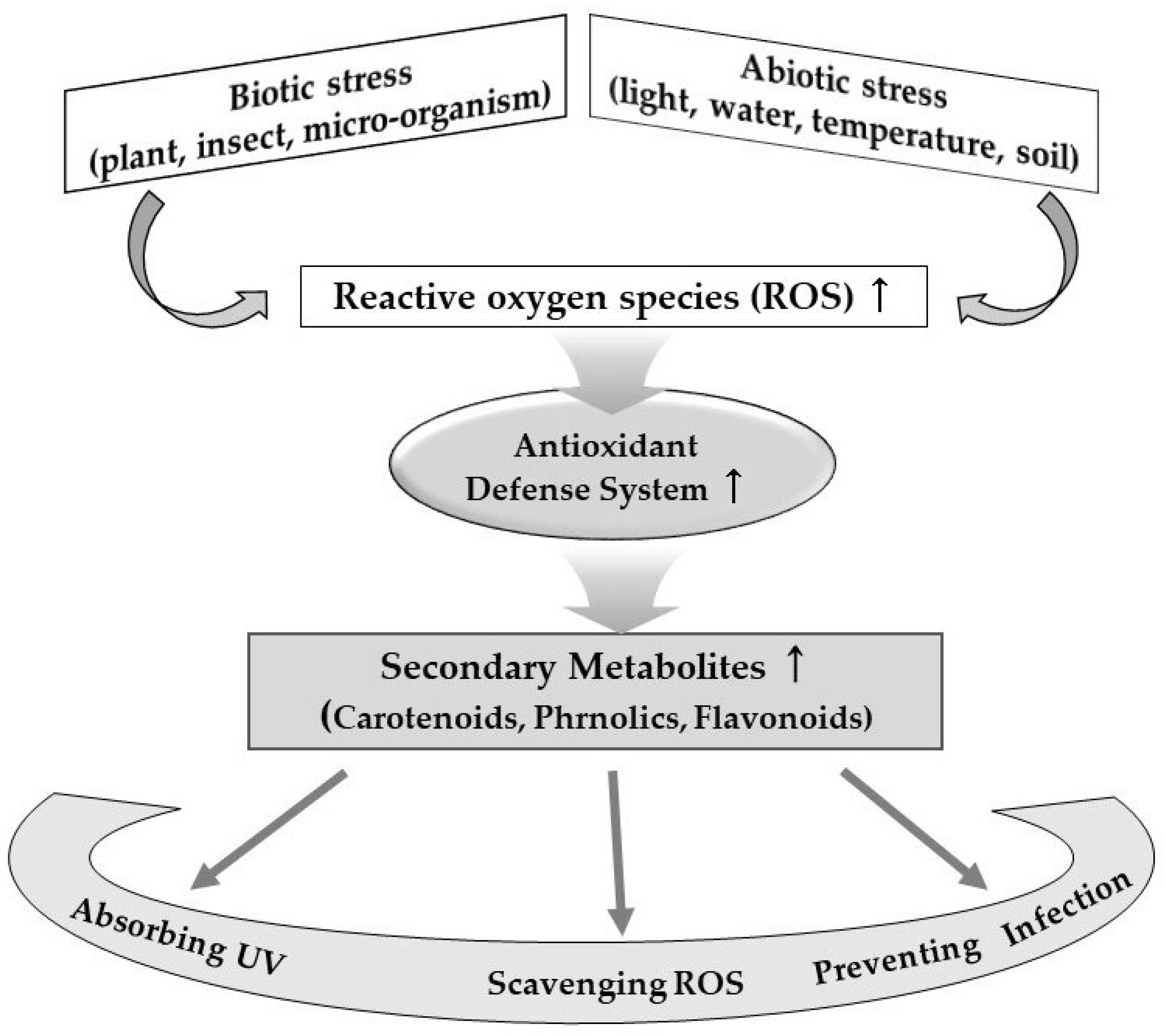 Horticulturae 08 00767 g002