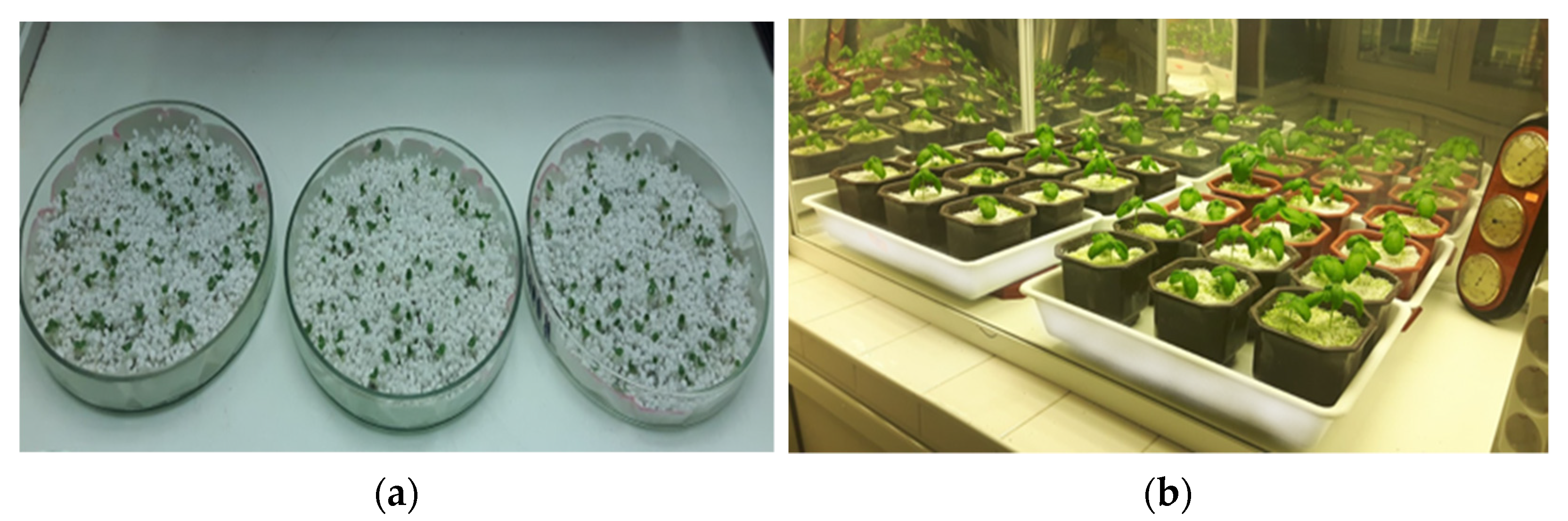 Horticulturae 08 00775 g001