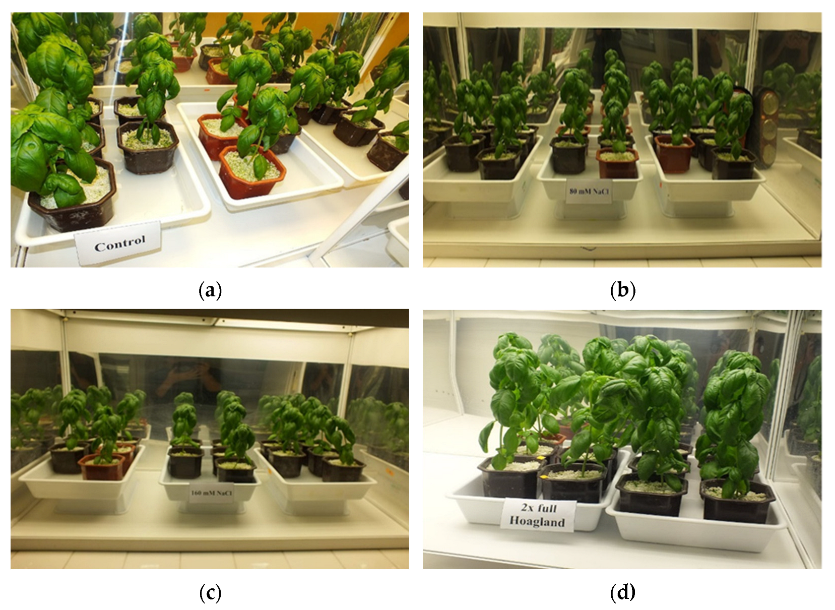 Horticulturae 08 00775 g002