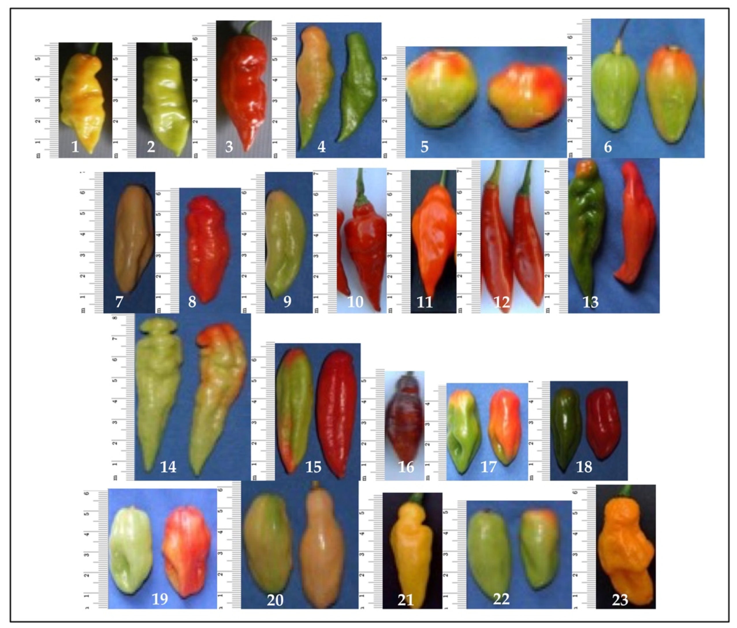 Horticulturae 08 00785 g001