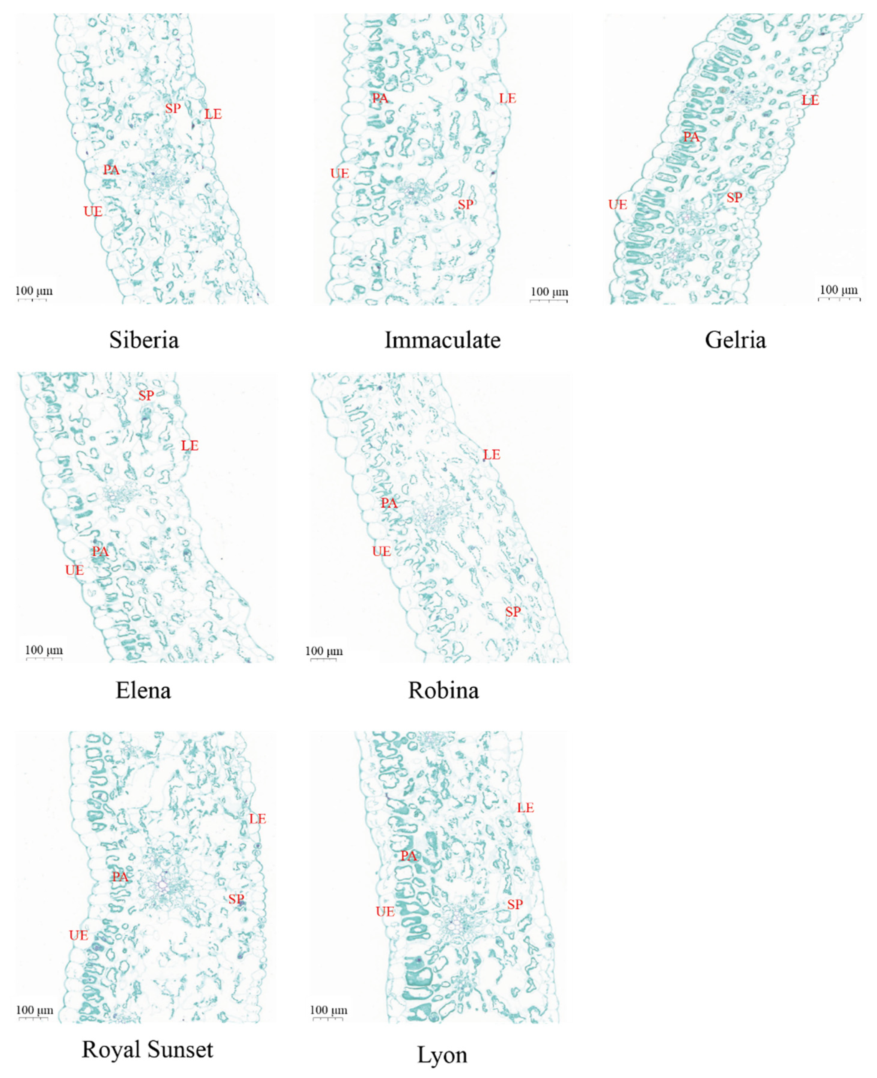 Horticulturae 08 00786 g003