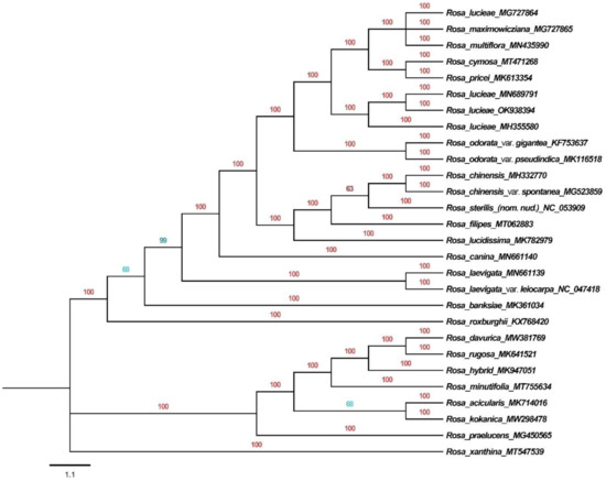 Complete Chloroplast Genome Sequence of Rosa lucieae and Its Complete Chloroplast Genome Sequence of Rosa lucieae and Its